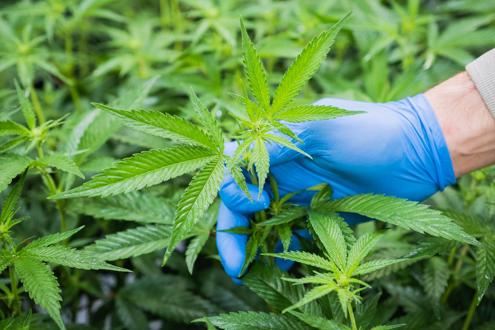 Quality Green: Grow Facility
