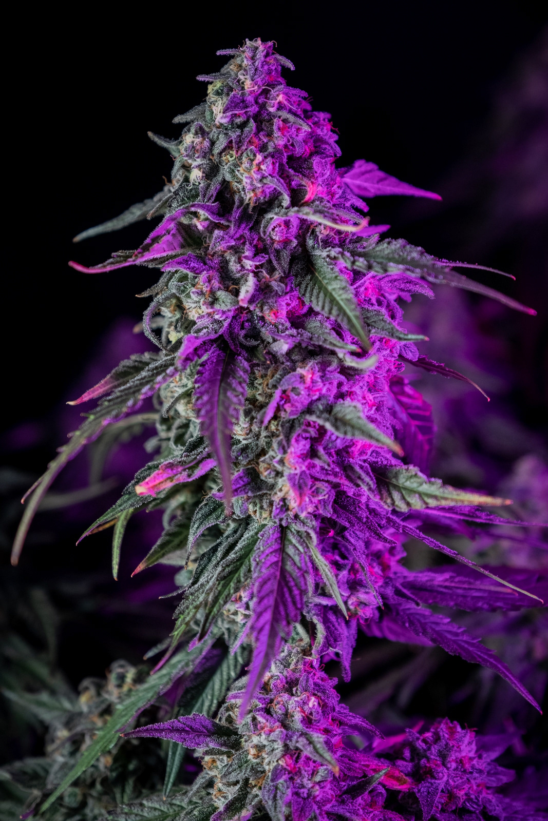 Quality Green: Grow Facility