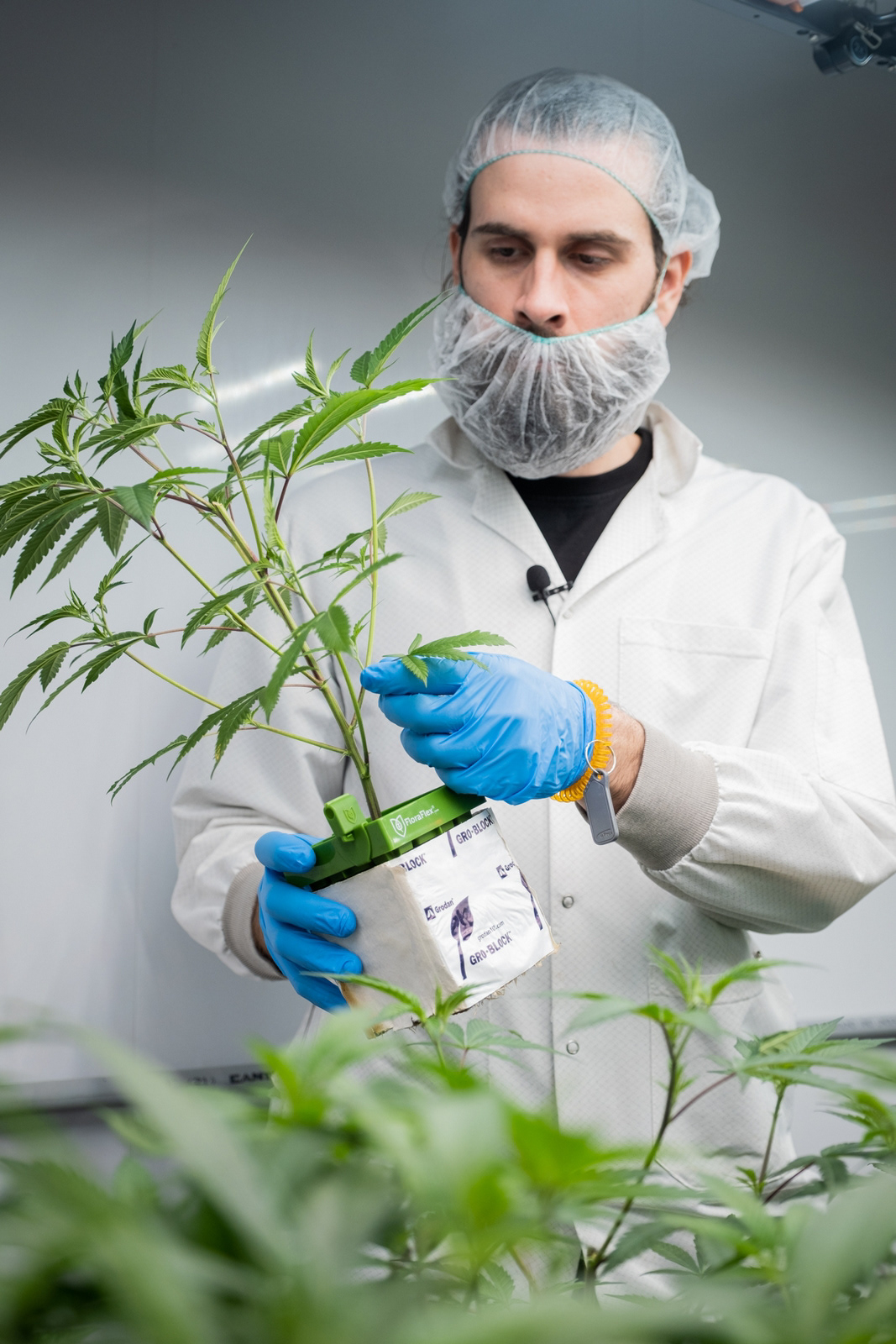 Promo images for Quality Green