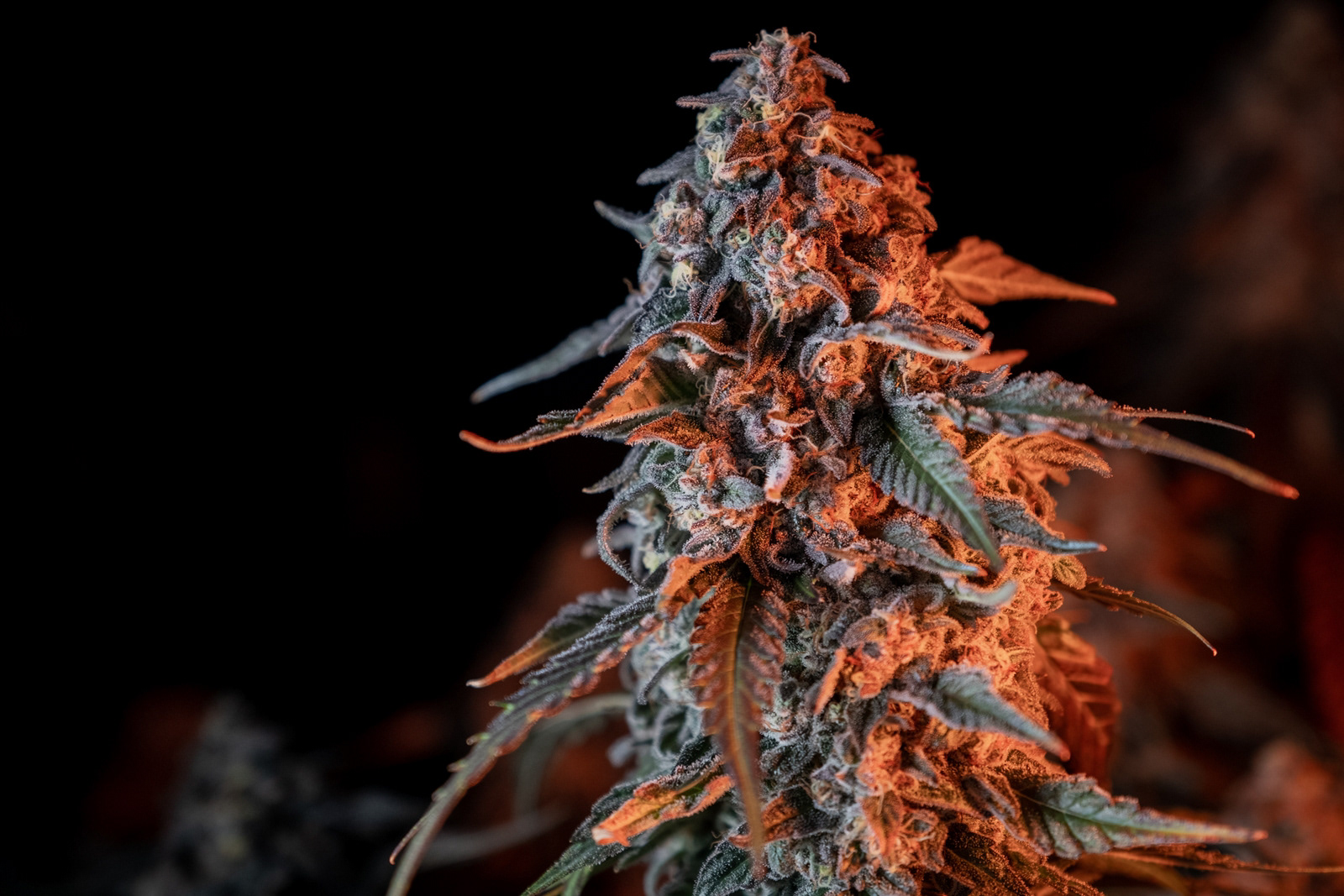 Quality Green: Grow Facility