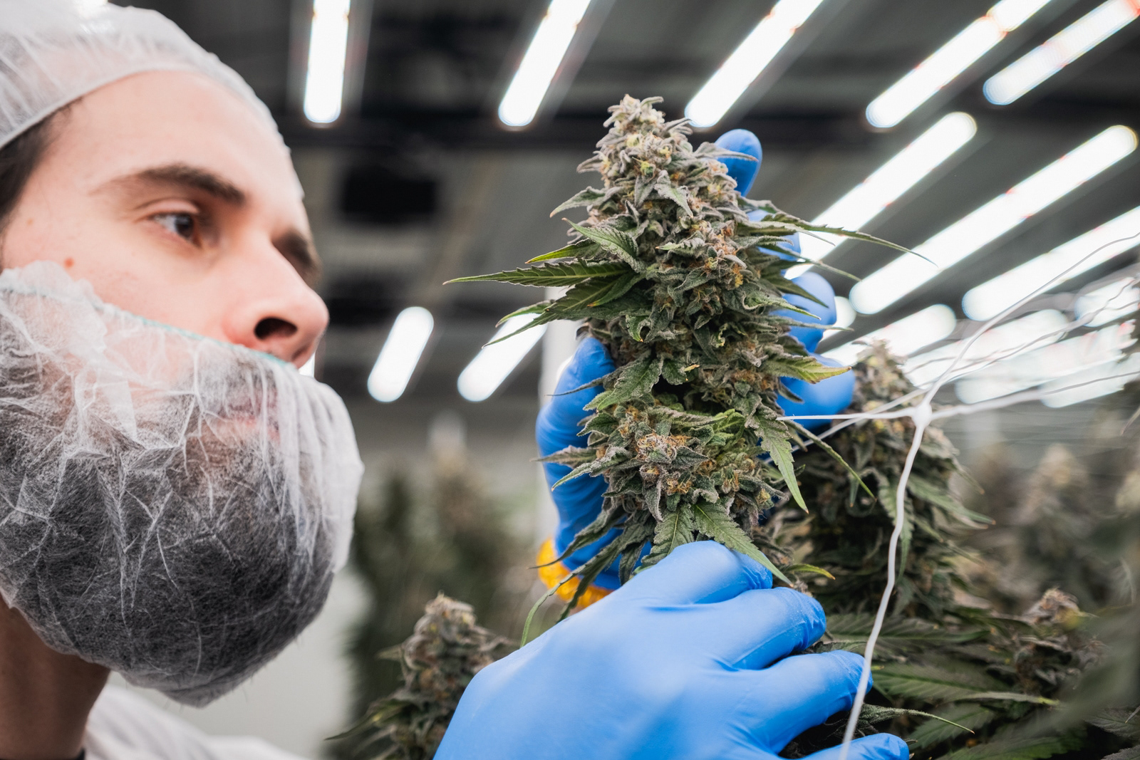 Quality Green: Grow Facility