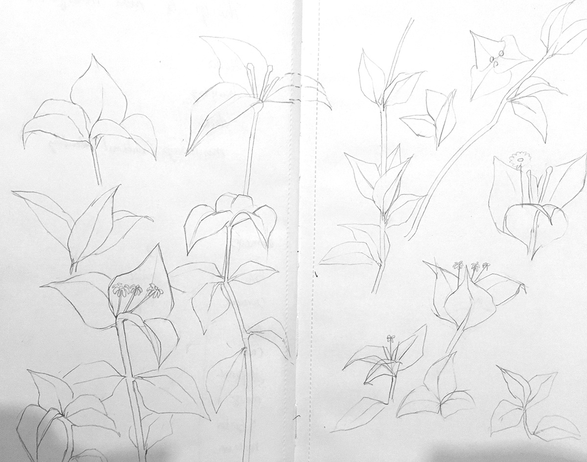 bougainvillea research