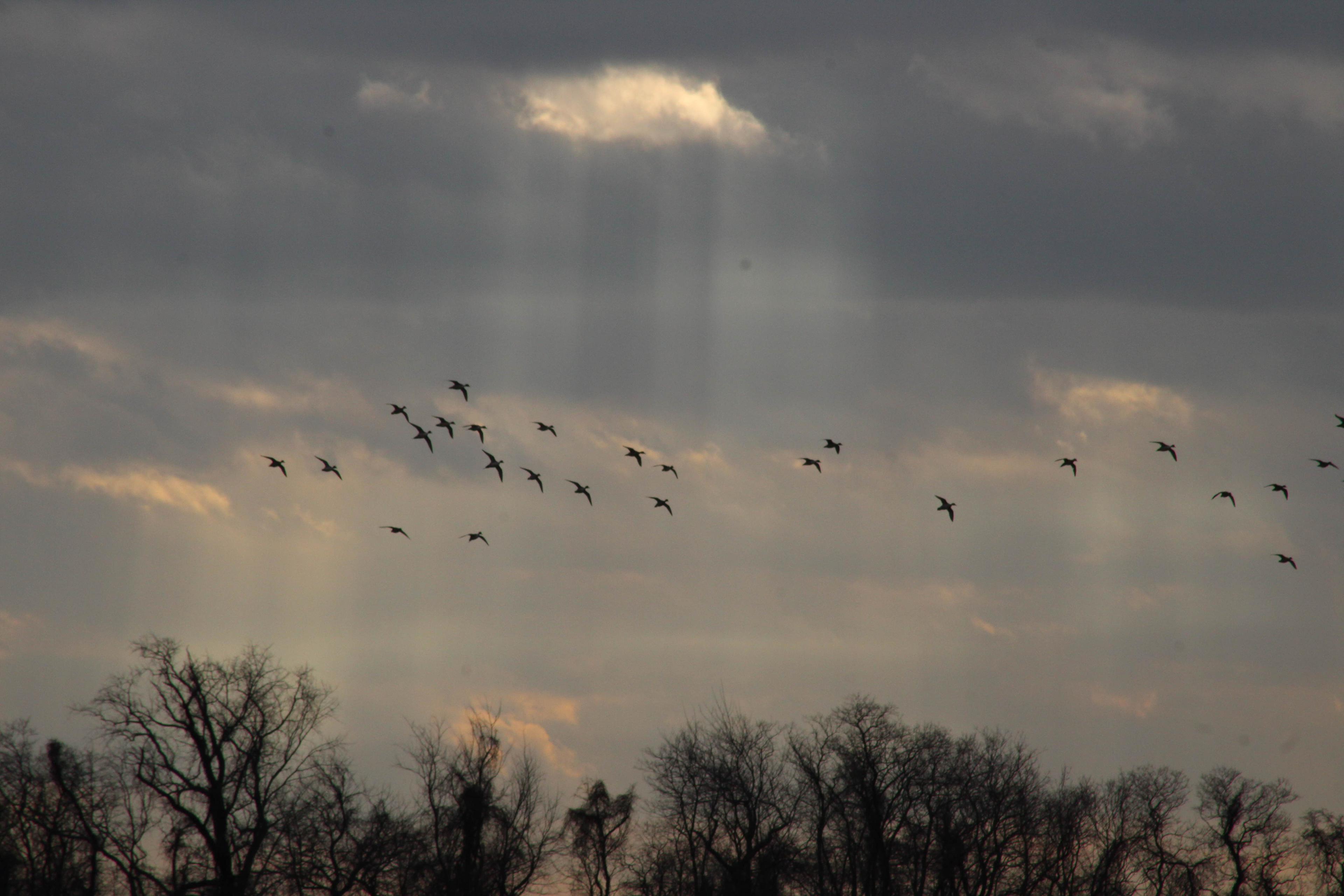Geese Over Bombay Hook, Photography, Meaghan Roth, Computer Science & Cognitive Science