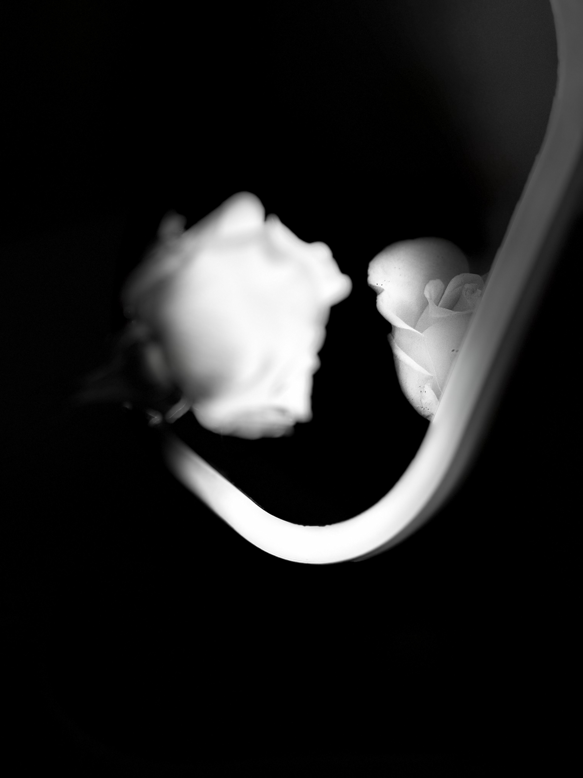 A Rose in Reflection: Refracted Identity, Photography, Aniyah Mullen (Spanish Education)