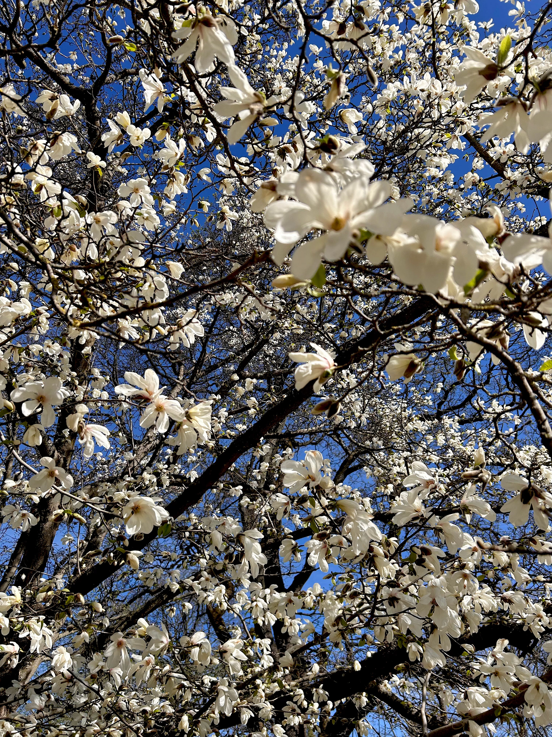 In Bloom 2, Photography, Leah Alexander, Neuroscience