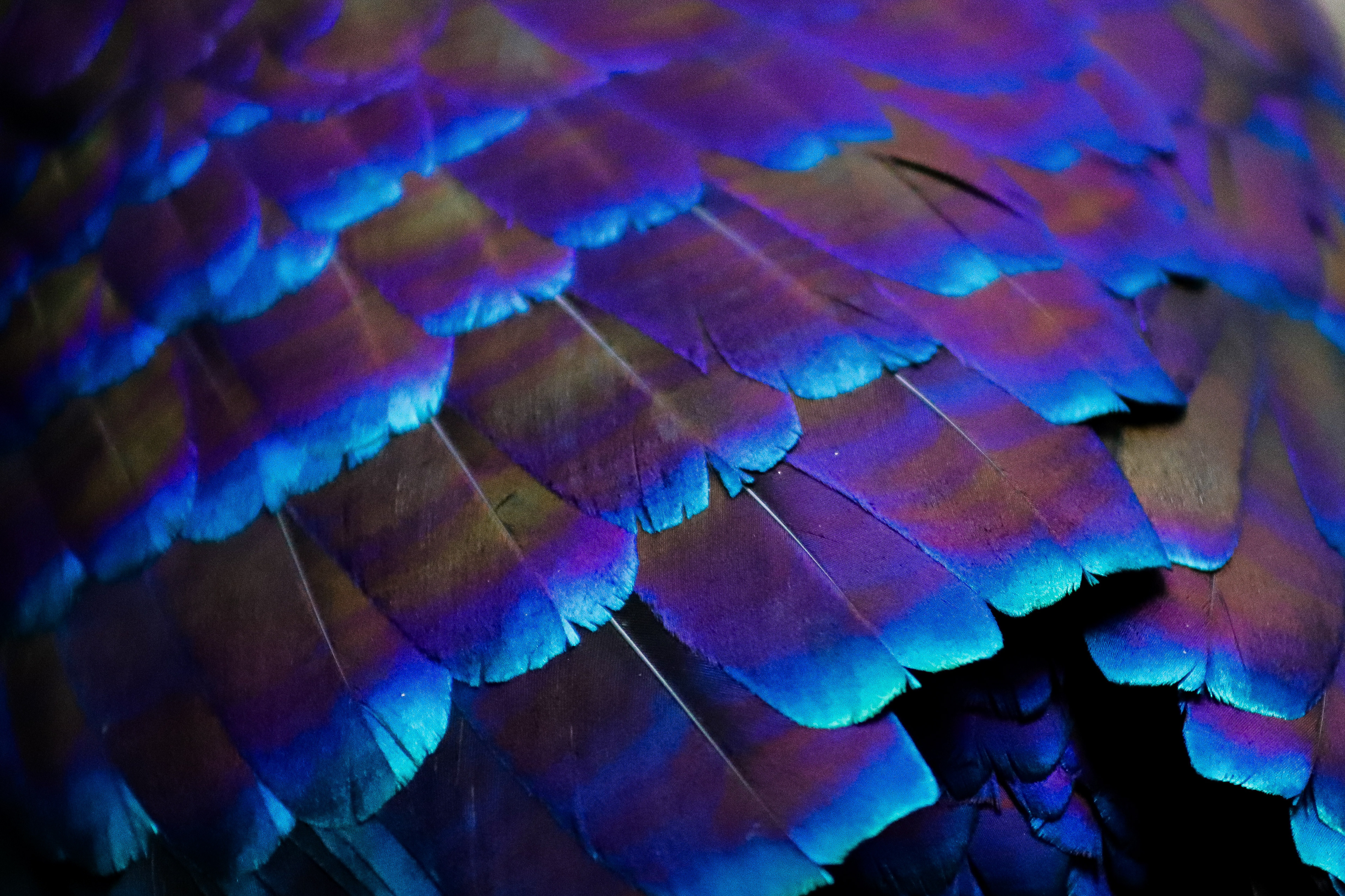 Monal Mural, Photography, Kaylee Kurys, Wildlife Ecology and Conservation, Insect Ecology and Conservation