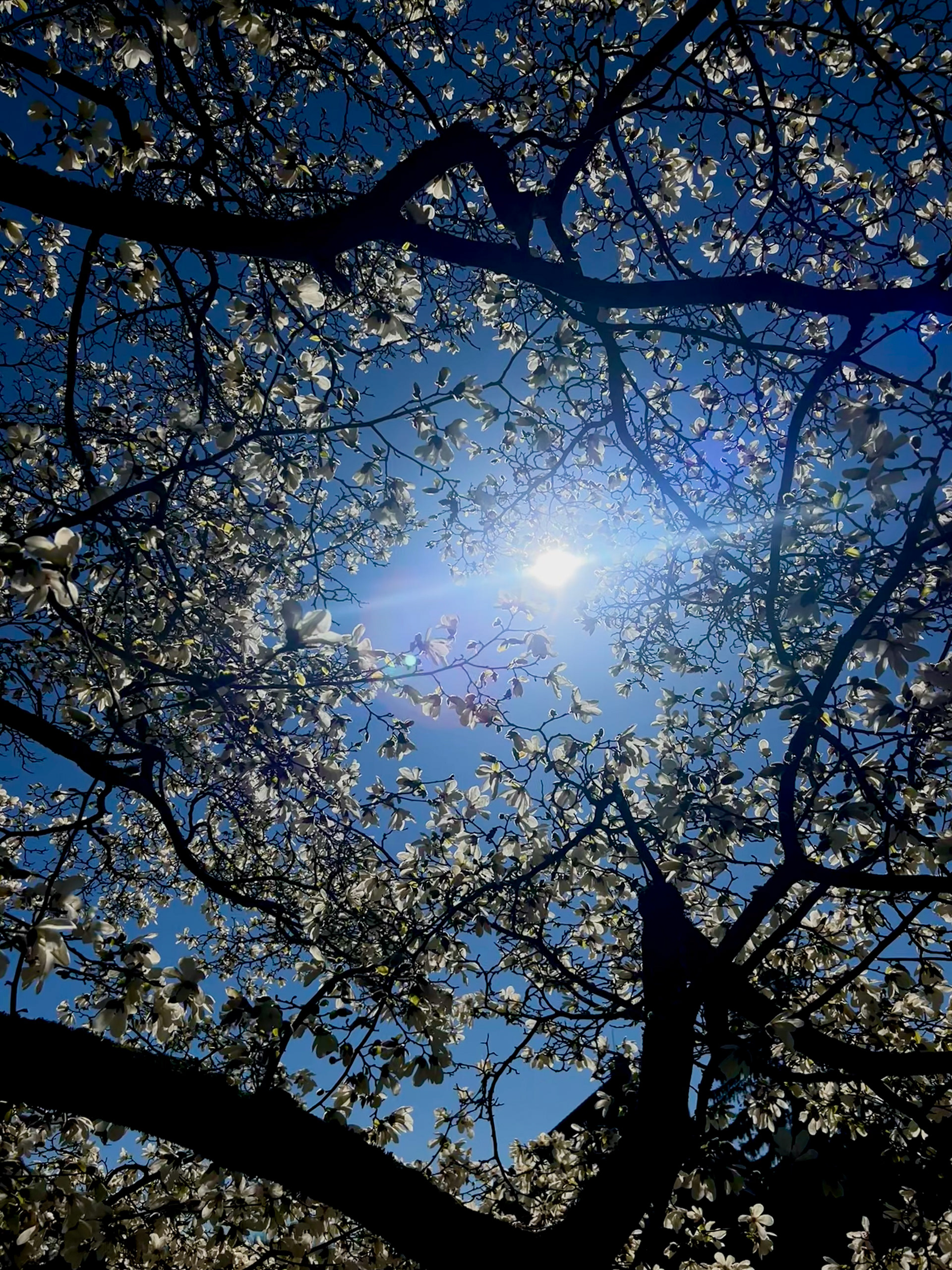 In Bloom 1, Photography, Leah Alexander, Neuroscience