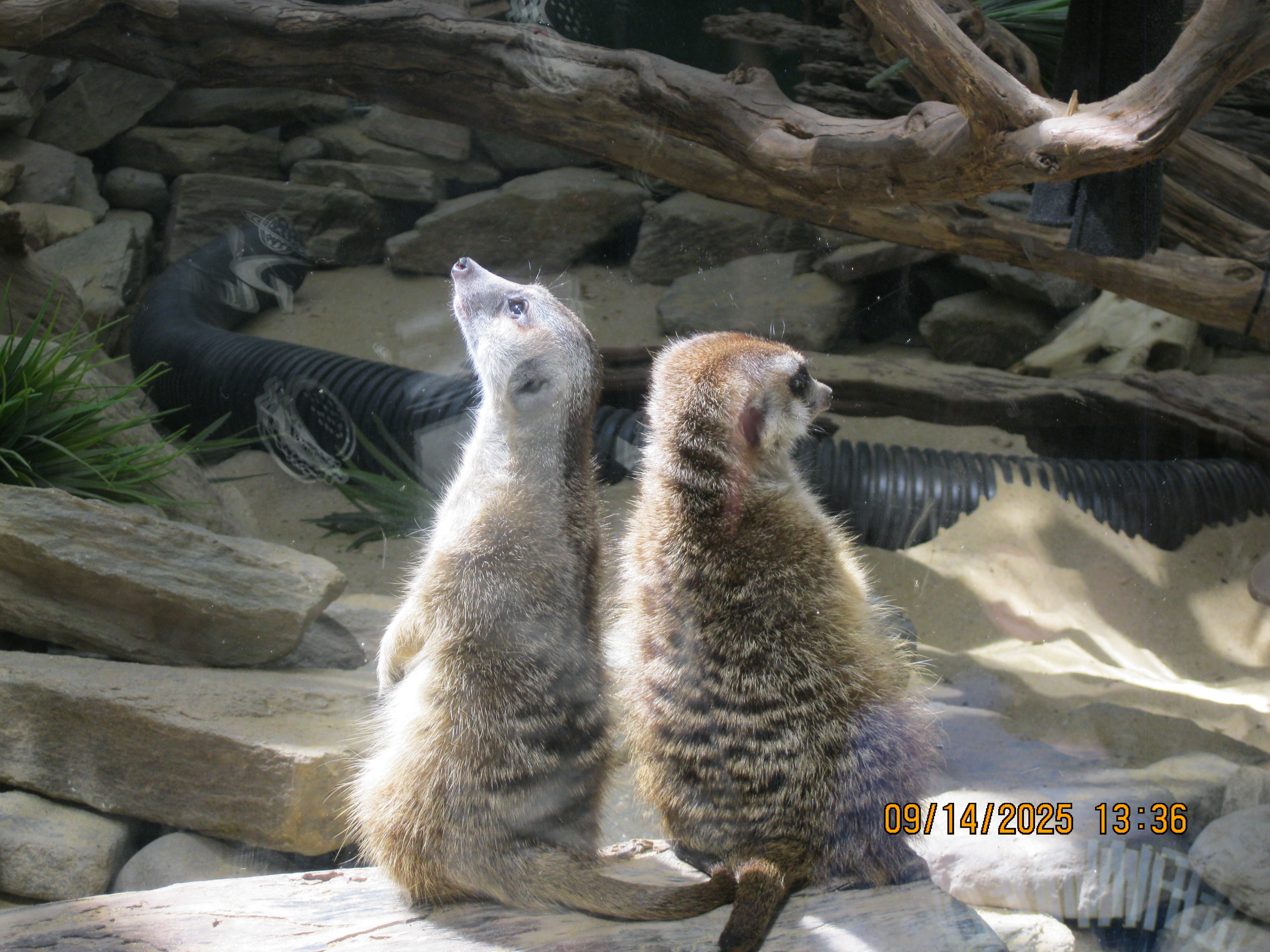 Meerkats at Smithsonian Zoo, Photography, Evelyn Brinton (Biological Sciences)