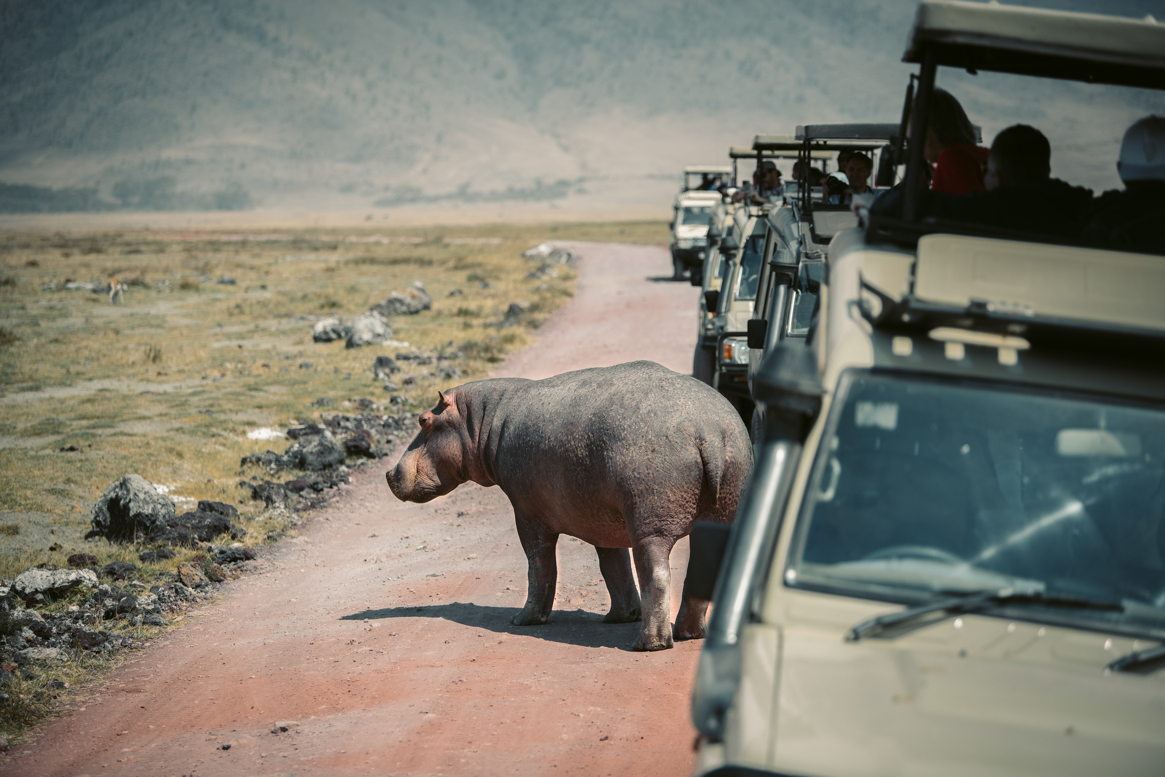 Hippo standing still while on Safari in Ngorongoro Crater in Tanzania