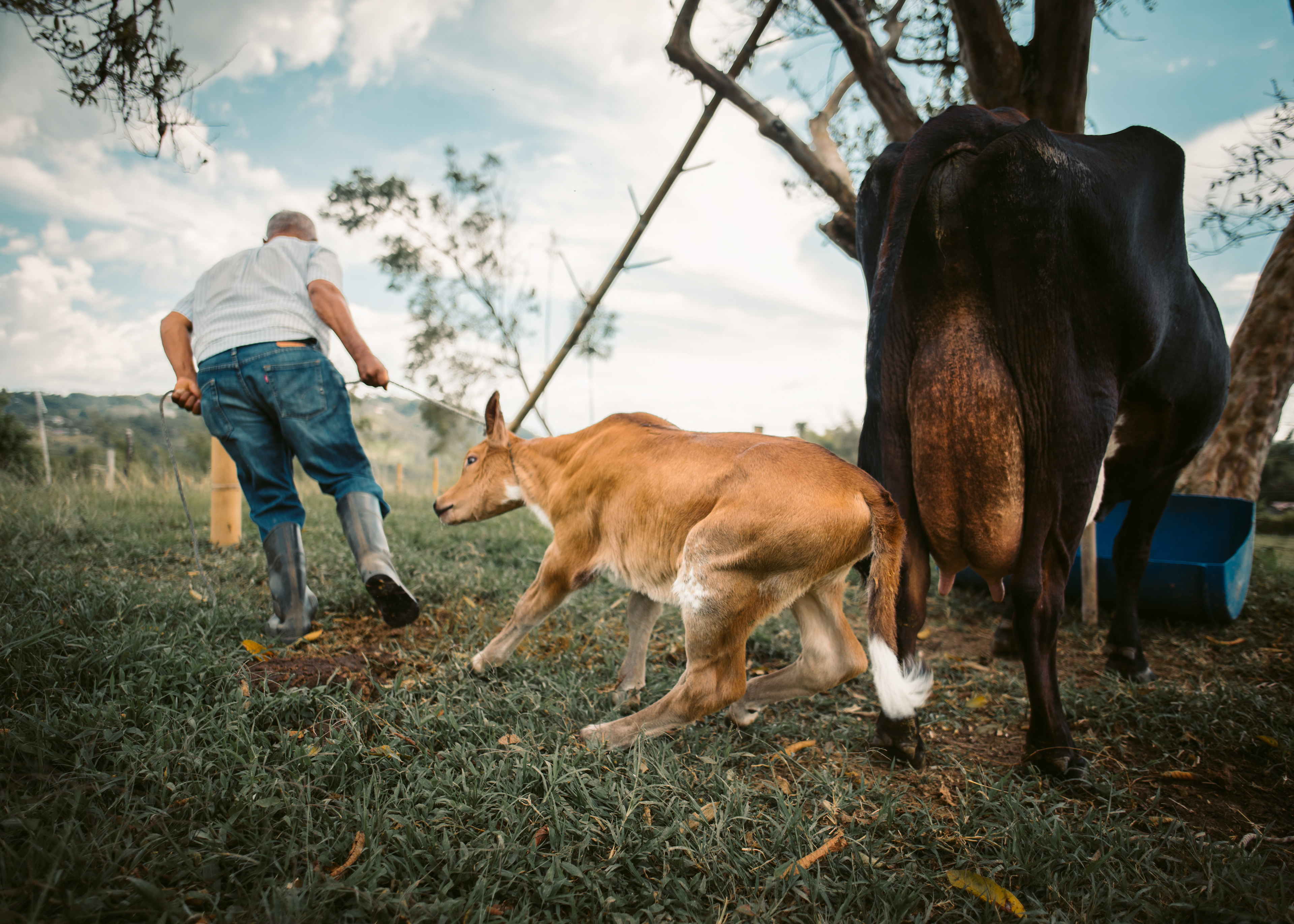 The calf being pulled away from mama so she can get milked
