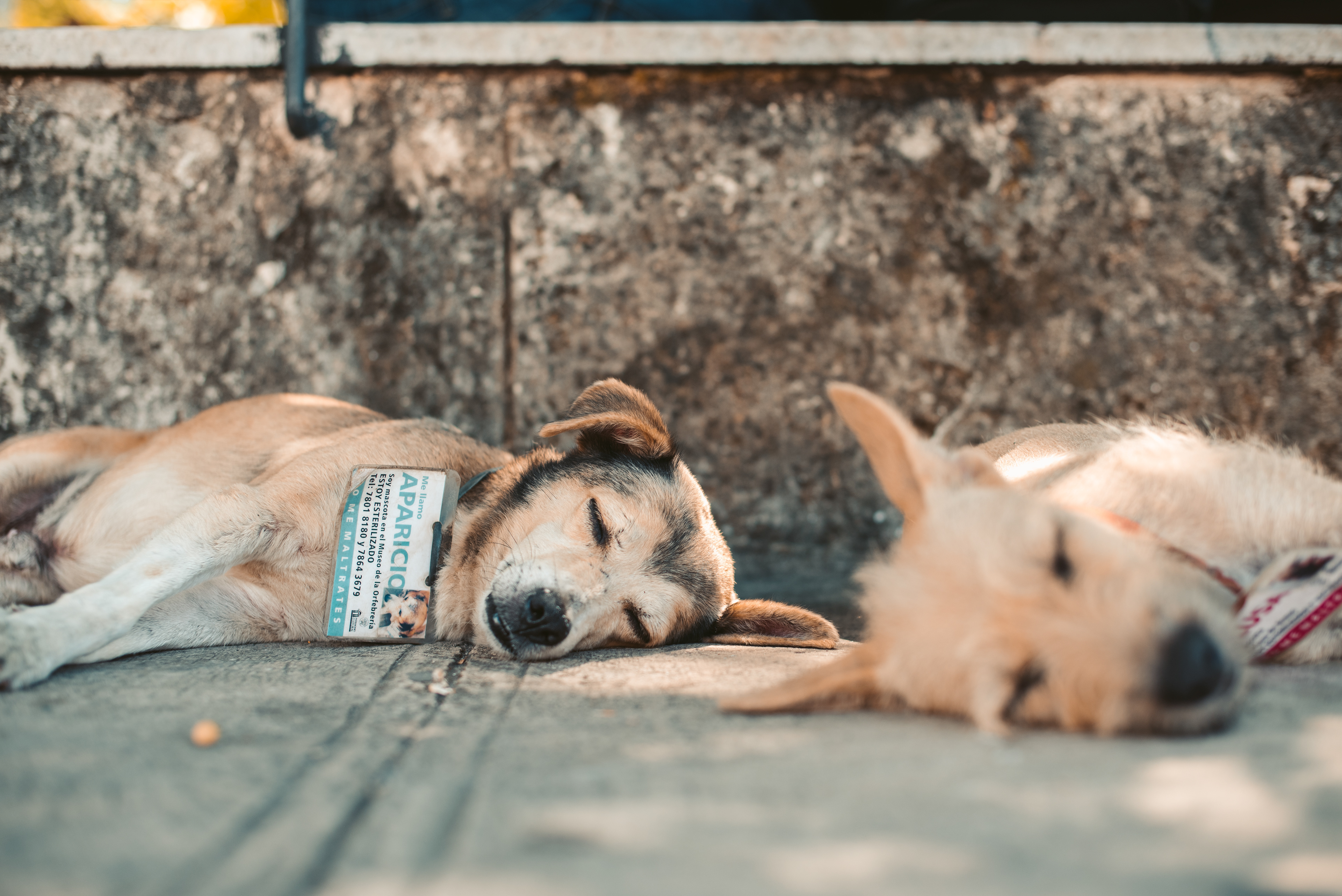Street dogs with tags in La Habana, Cuba