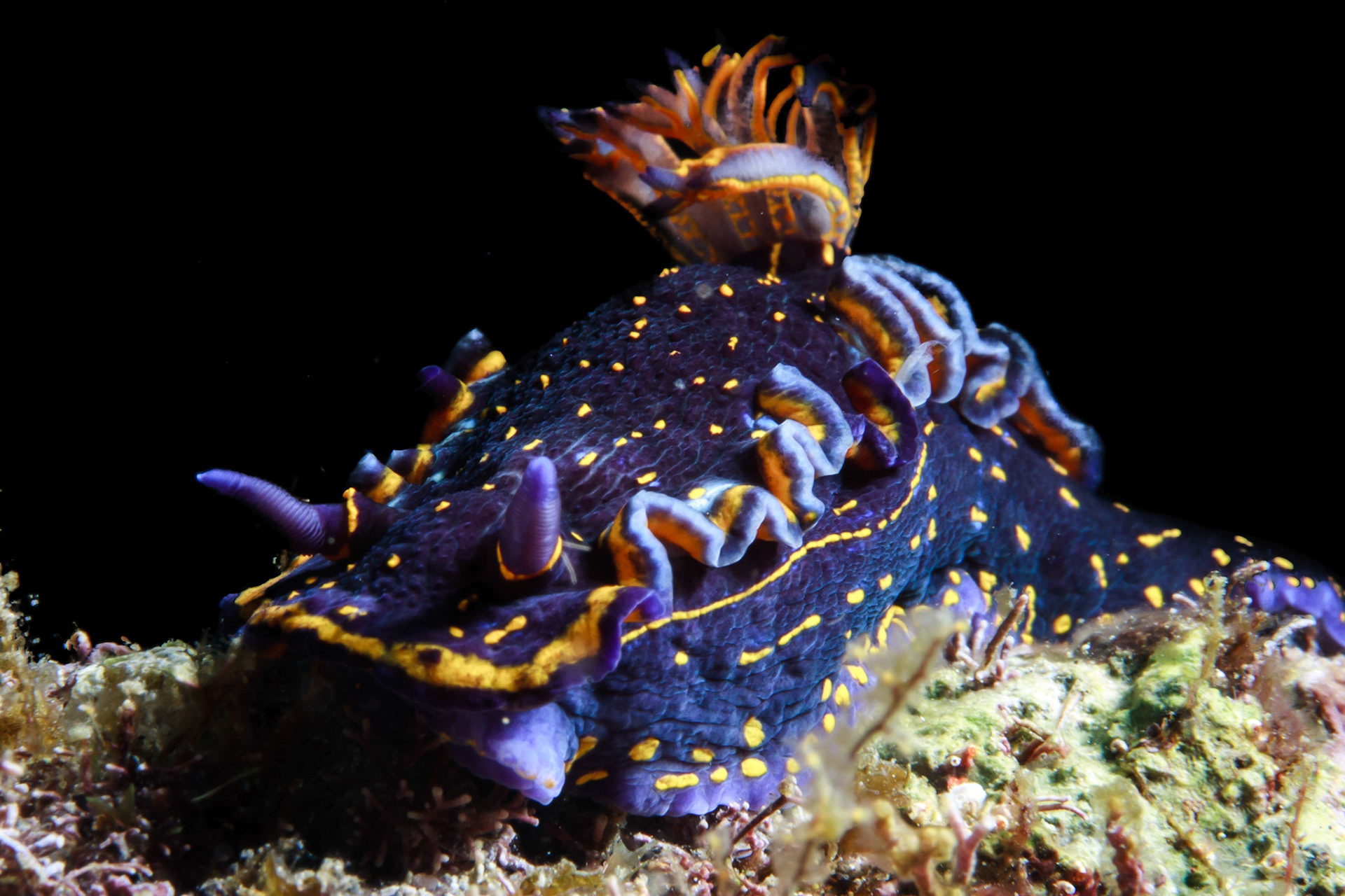 Felimare picta verdensis, (Dive Tribe, Foya Braco)