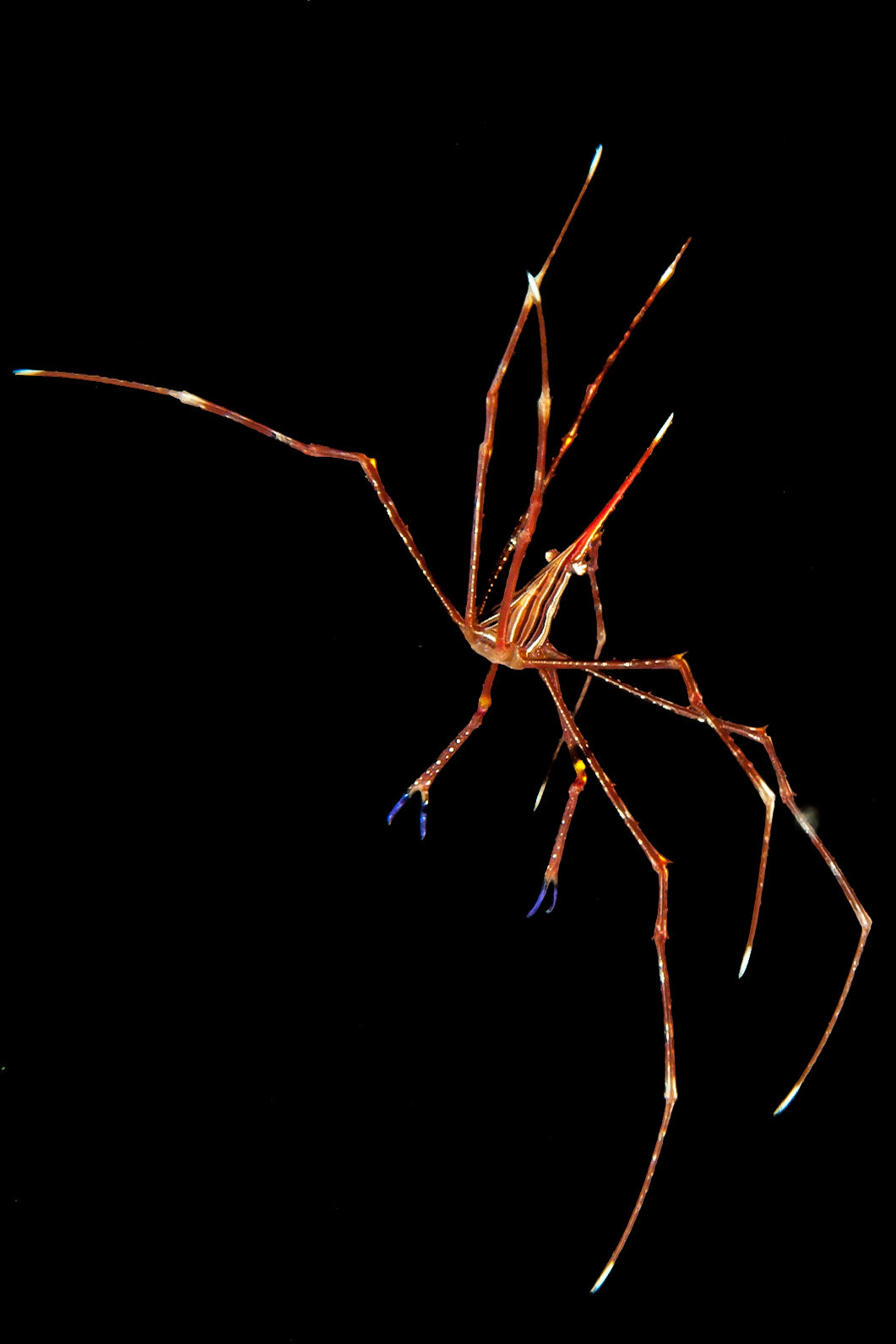 Dive Tribe, Foya Braco