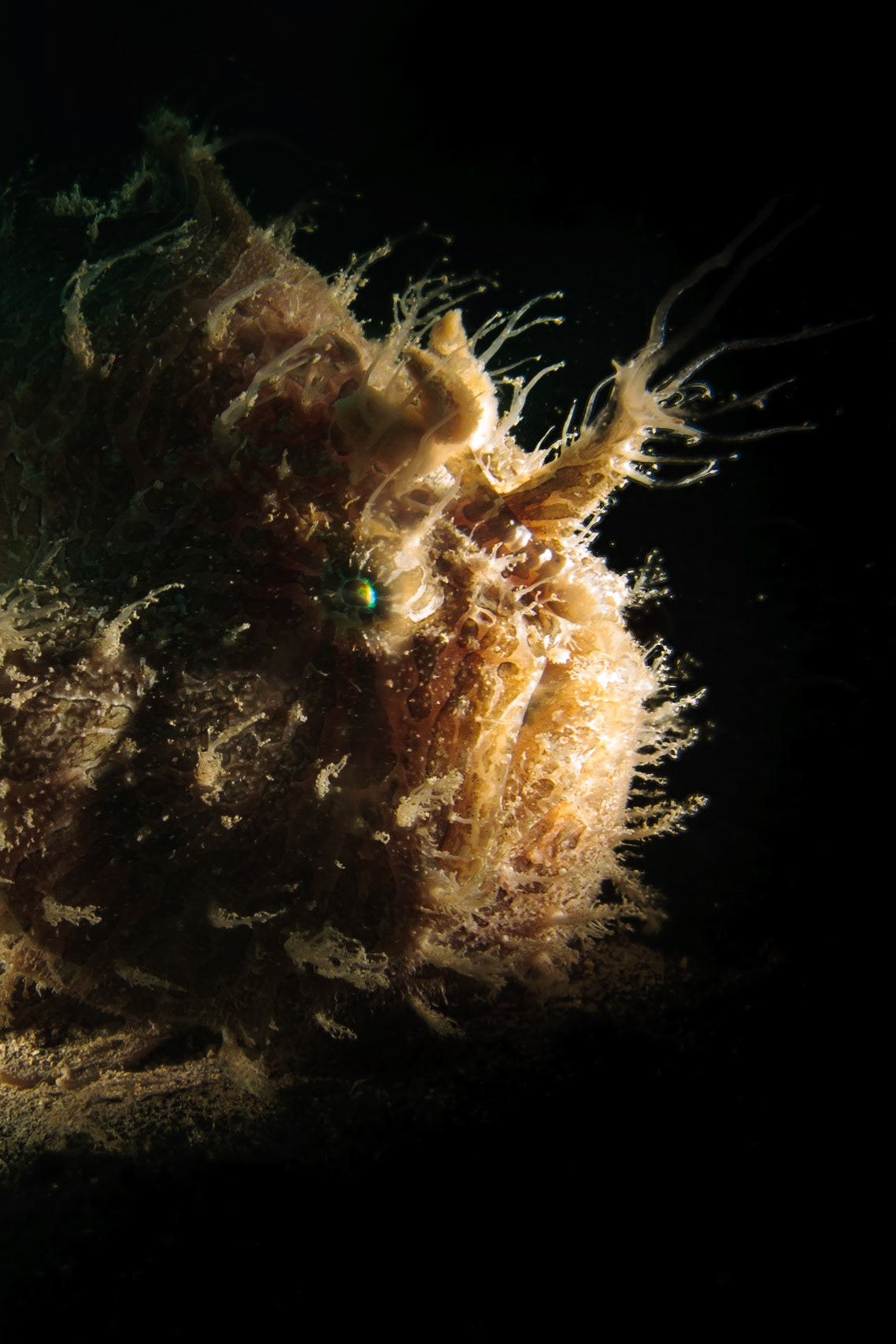 Antennarius striatus, (Dive Tribe, Mindelo)