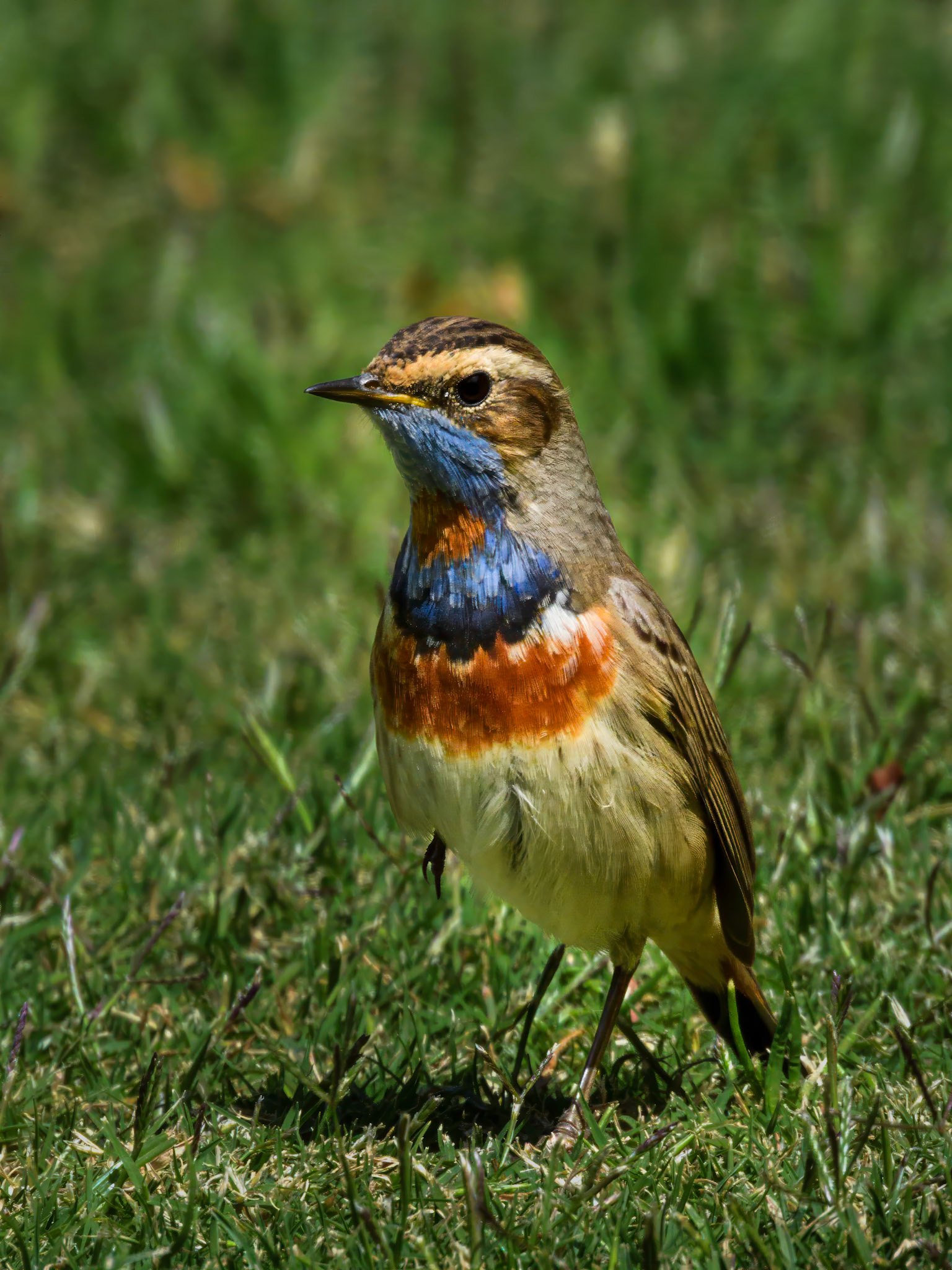 Blauwborst