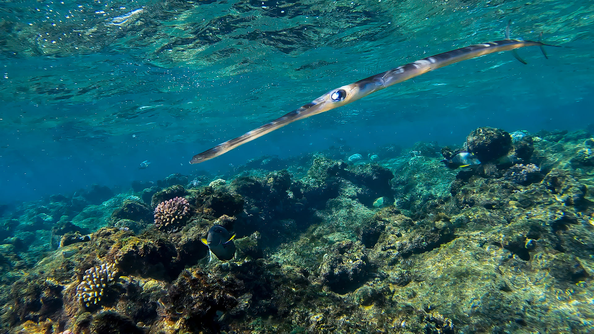 Fluitvis