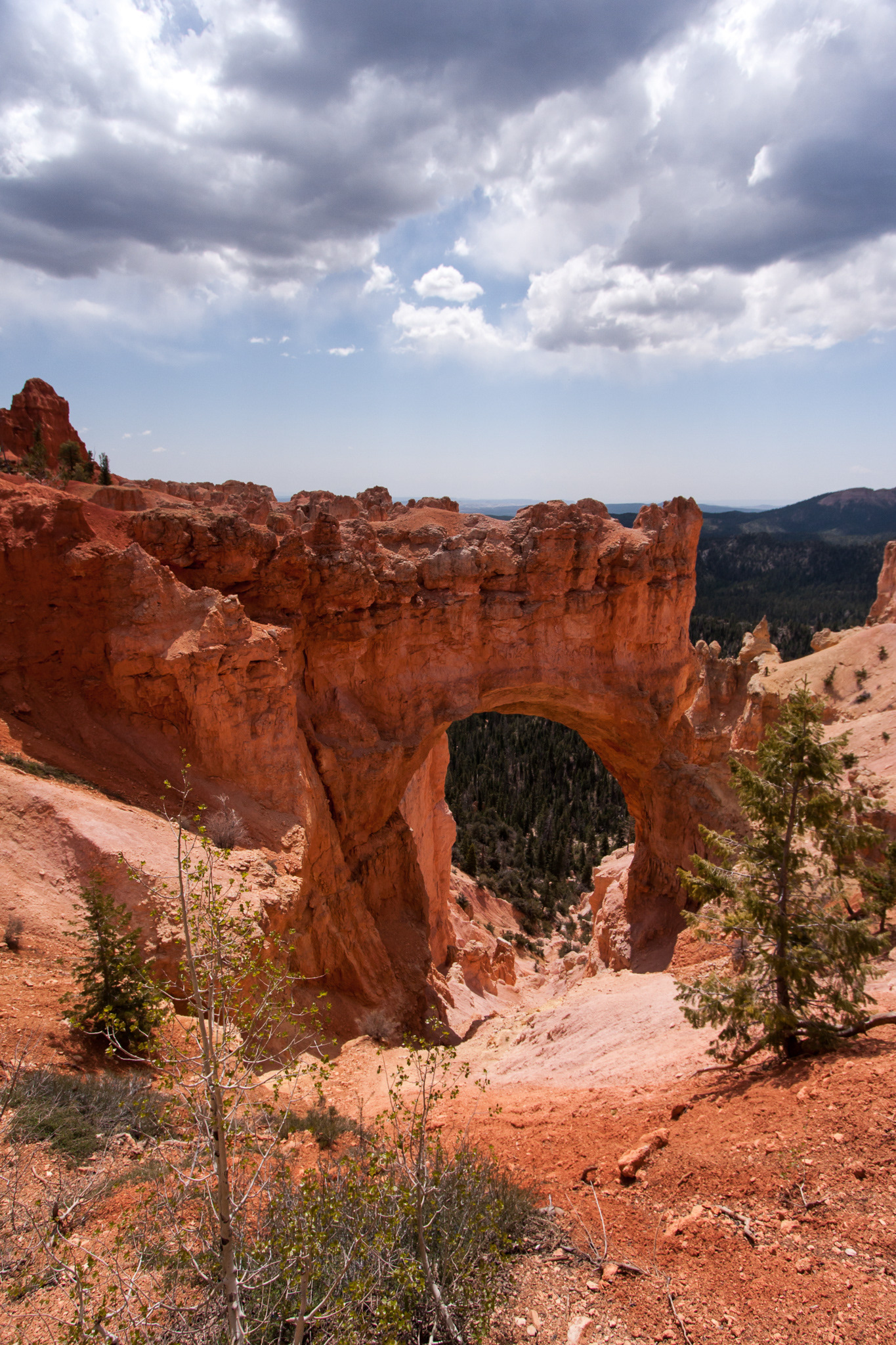 Bryce