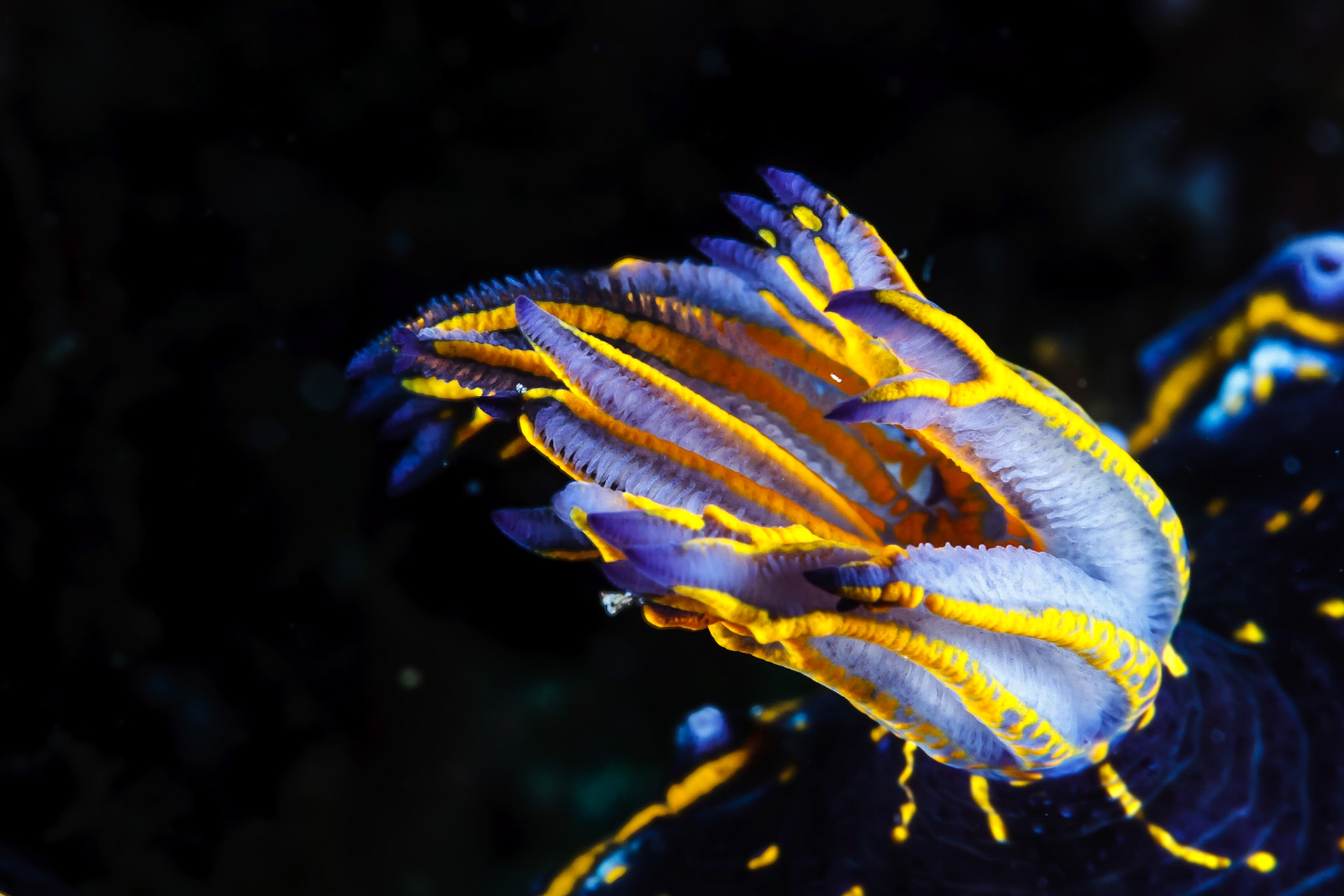 Felimare picta verdensis, (Dive Tribe, Foya Braco)