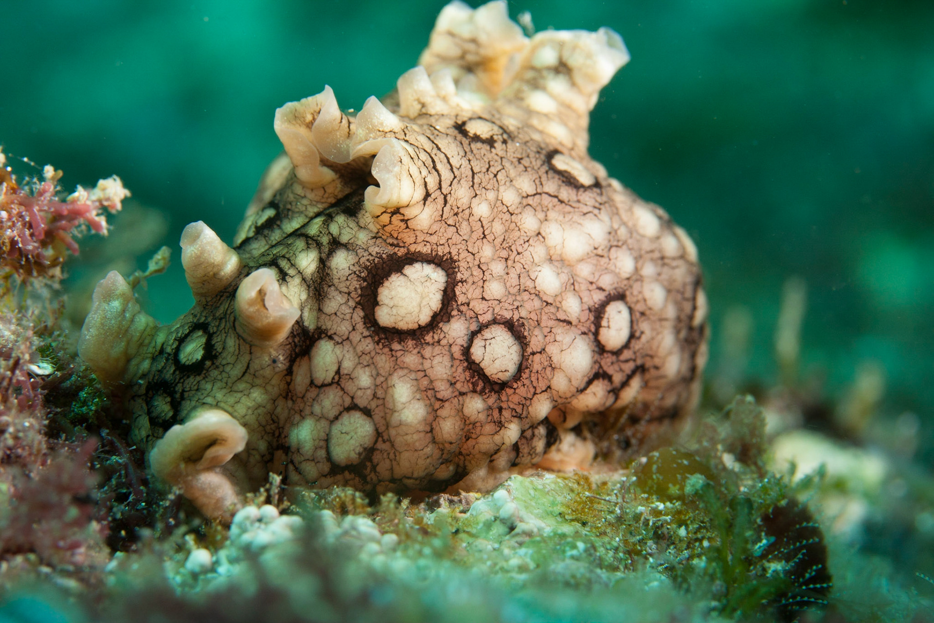 Aplysia dactylomela, (Dive Tribe, Foya Braco)