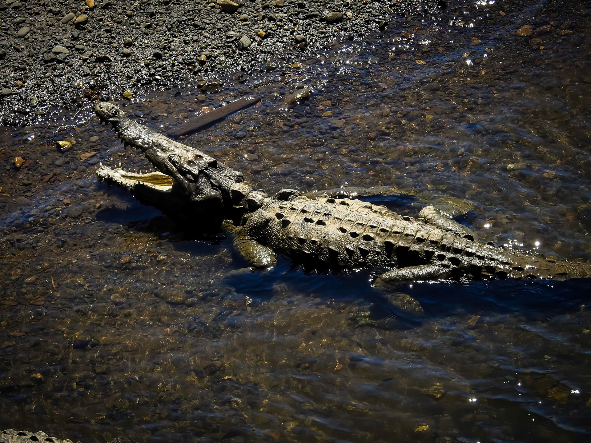 Crocodile Bridge