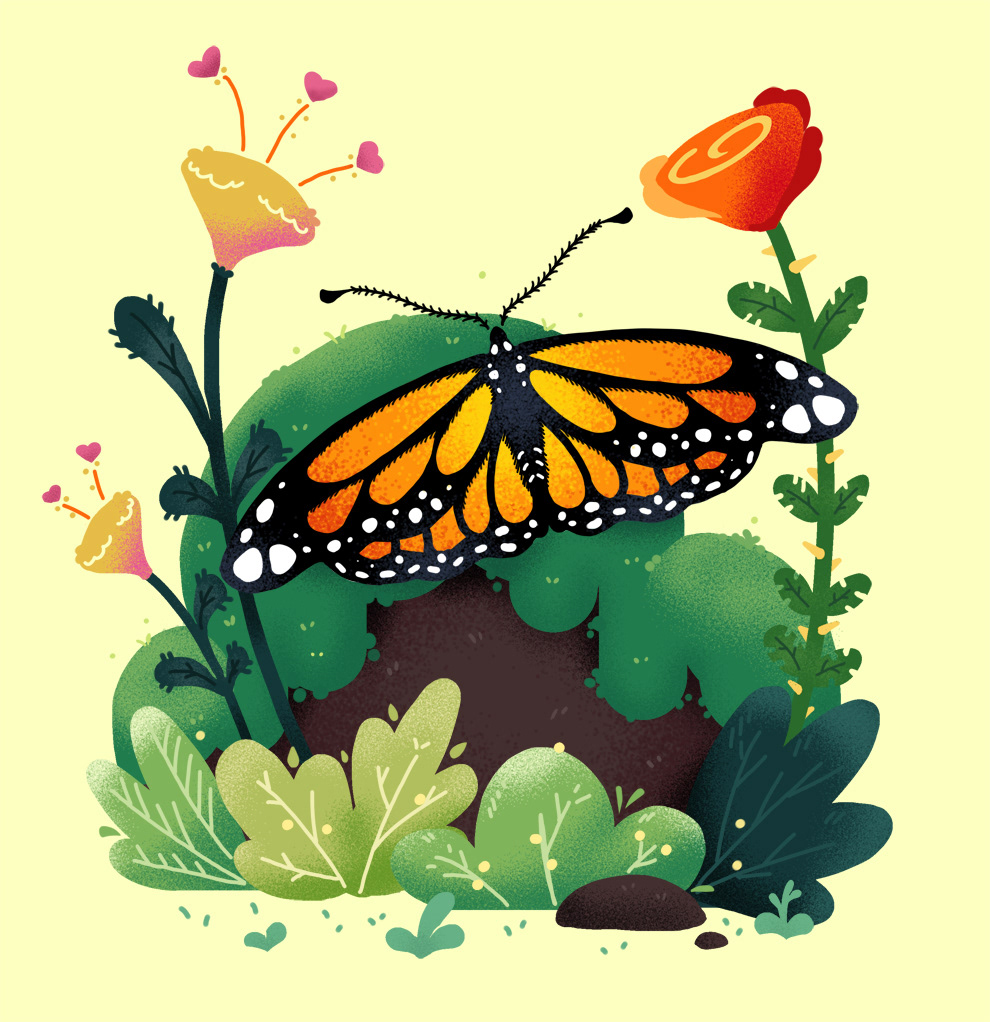 Butterfly Illustration