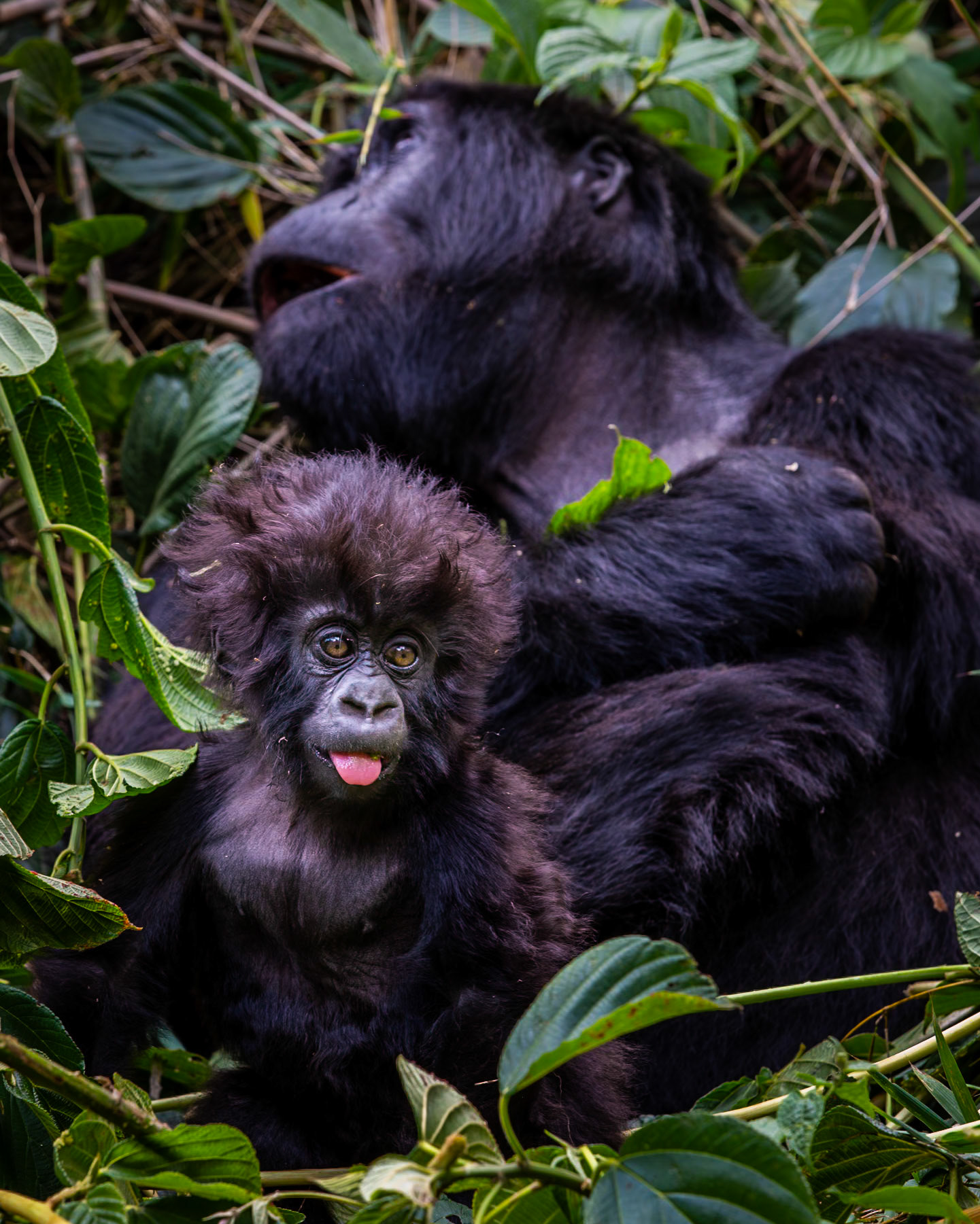 Members of the Agashya Gorilla family in Rwanda.