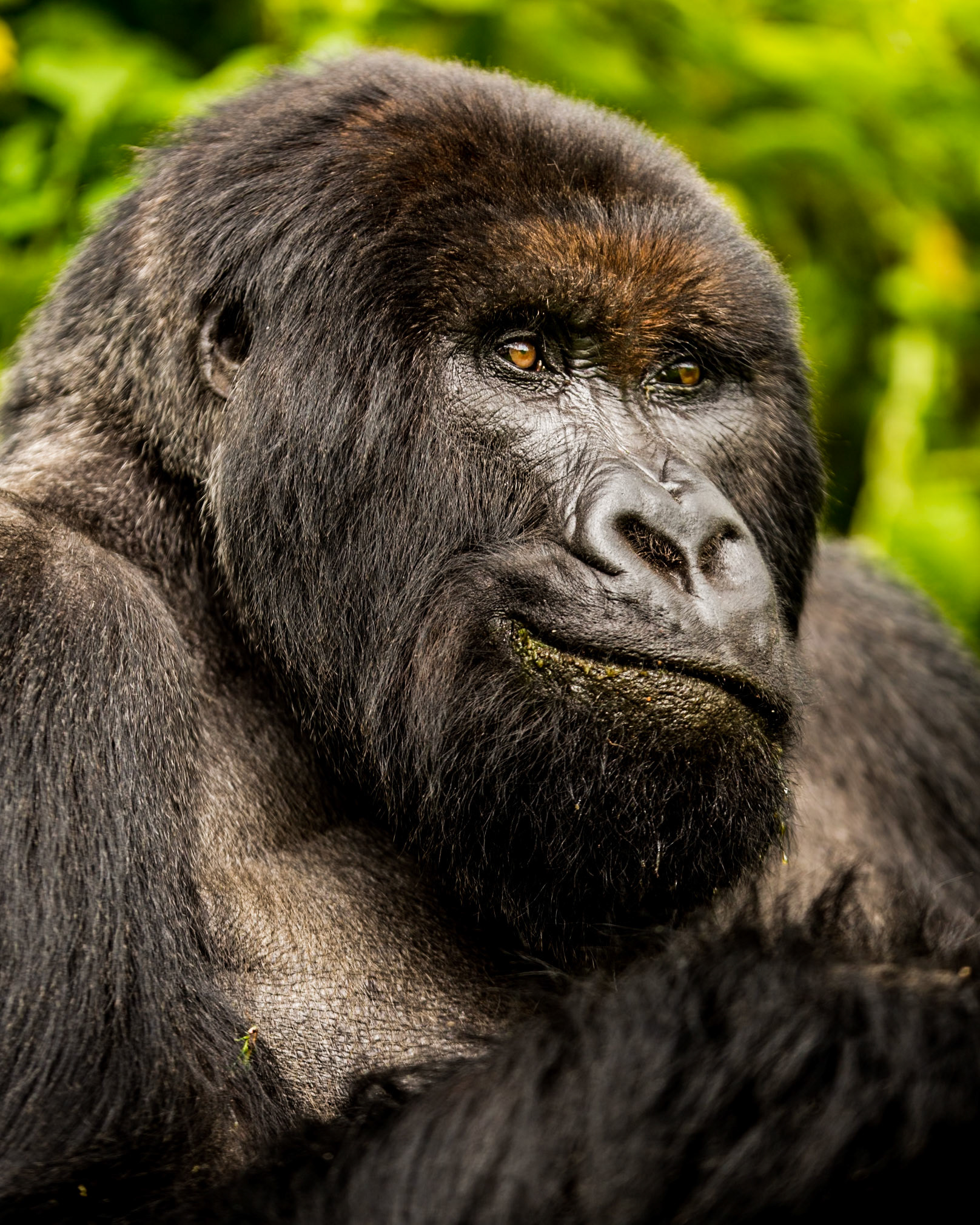 Members of the Giranzea gorilla family.