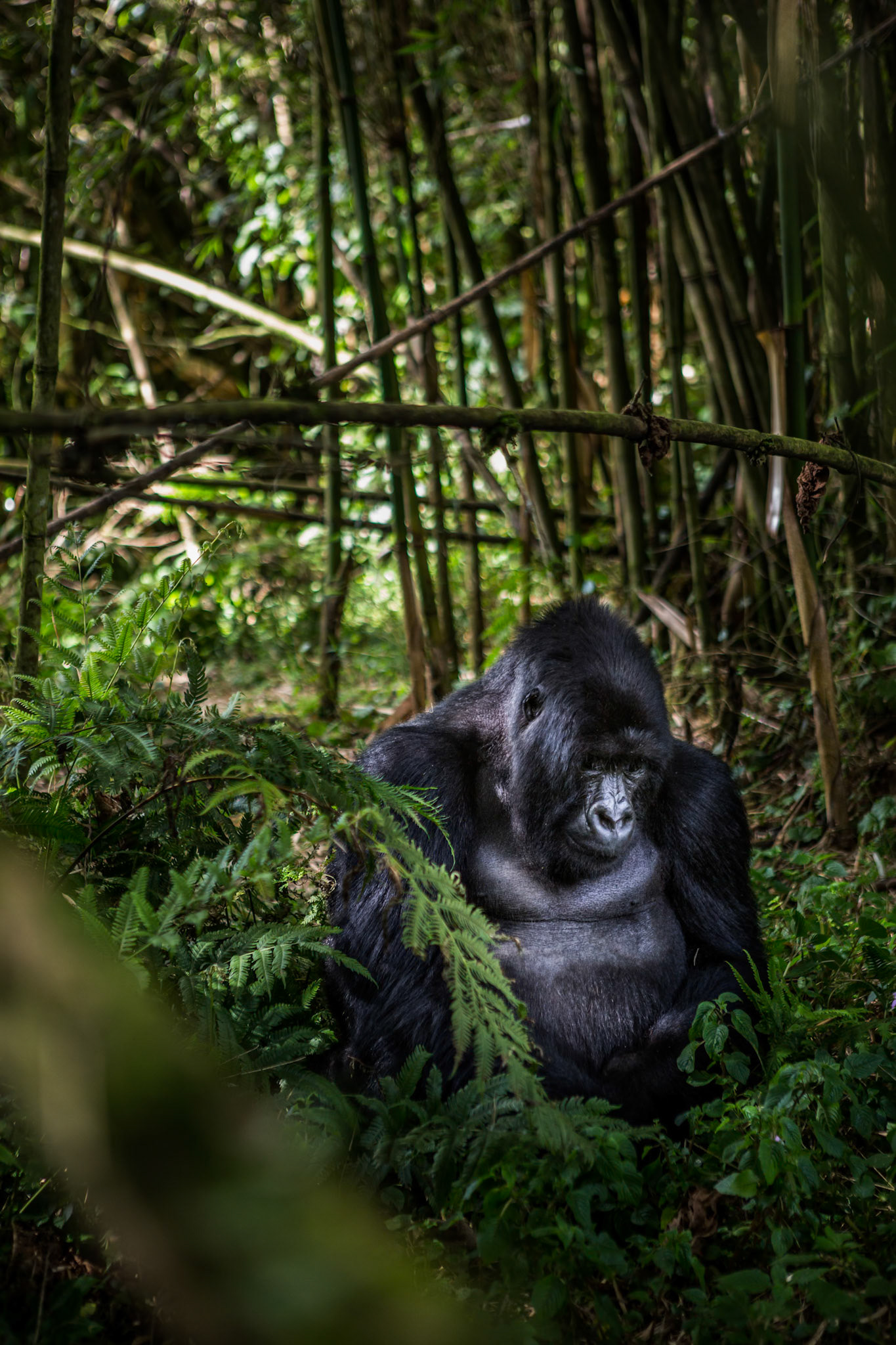 Members of the Agashya Gorilla family in Rwanda.