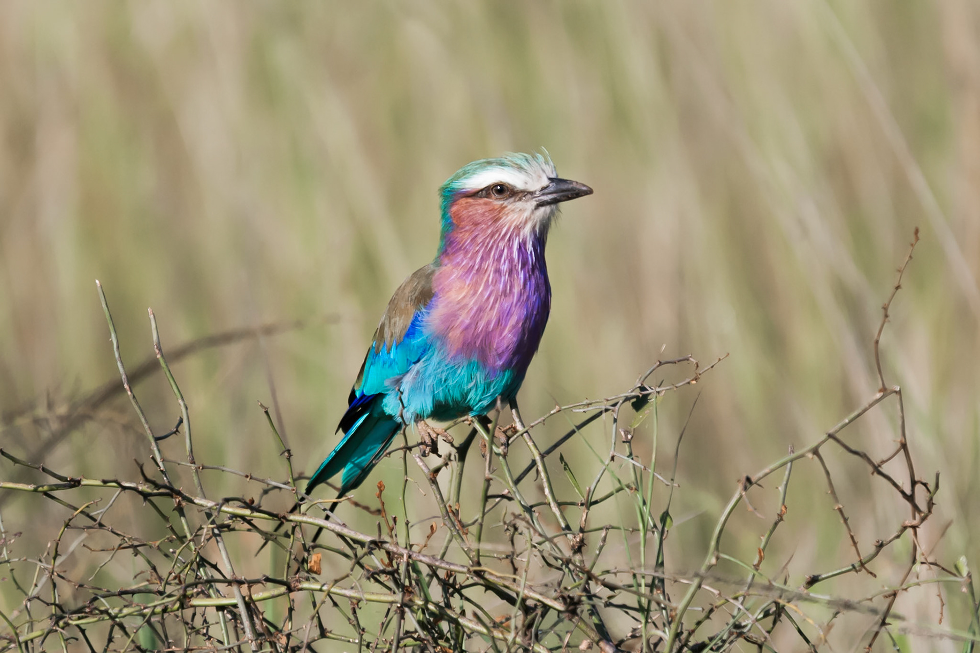 On safari in Kenya's Masai Mara