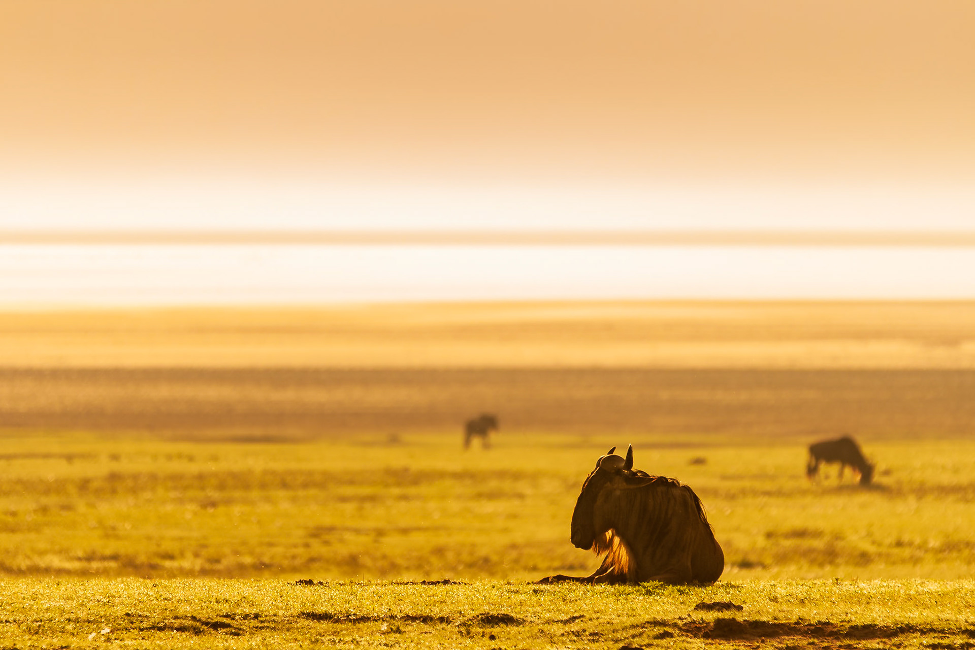 Wildebeest at sunrise in the Ngorongoro Crater.