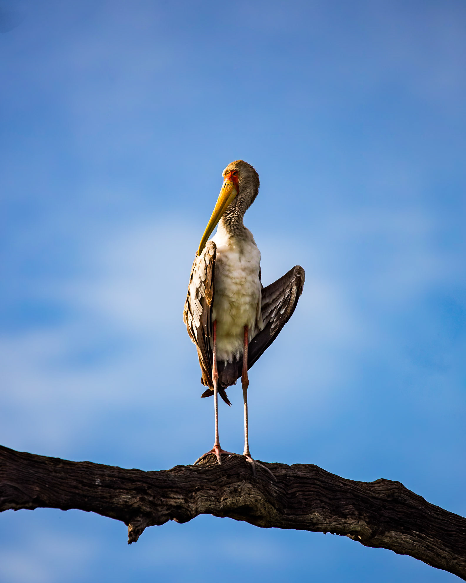 Images from Chobe National Park, in Botswana.