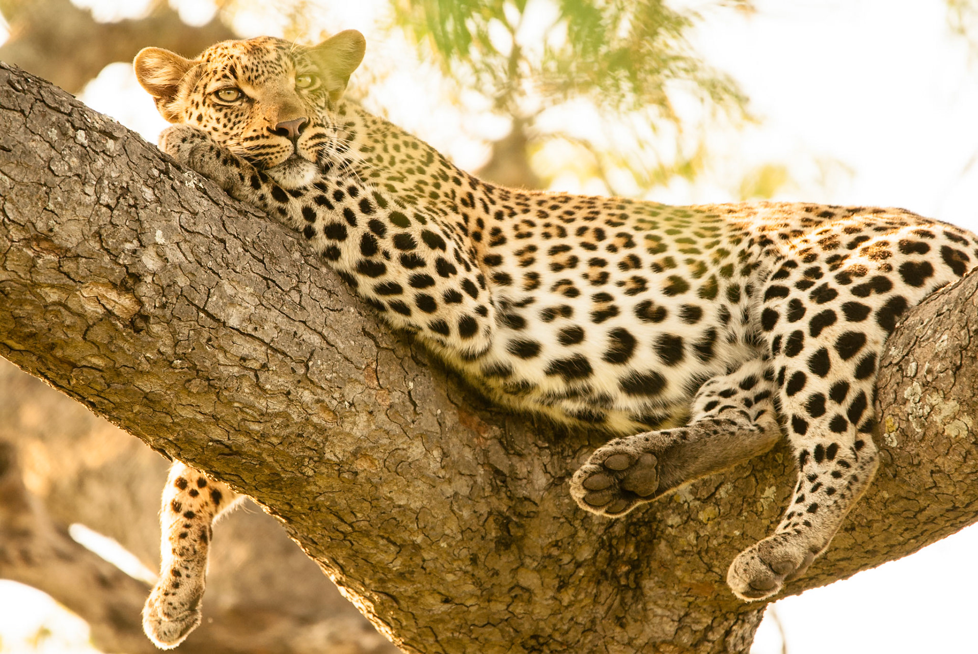 Leopard in Kruger National Park