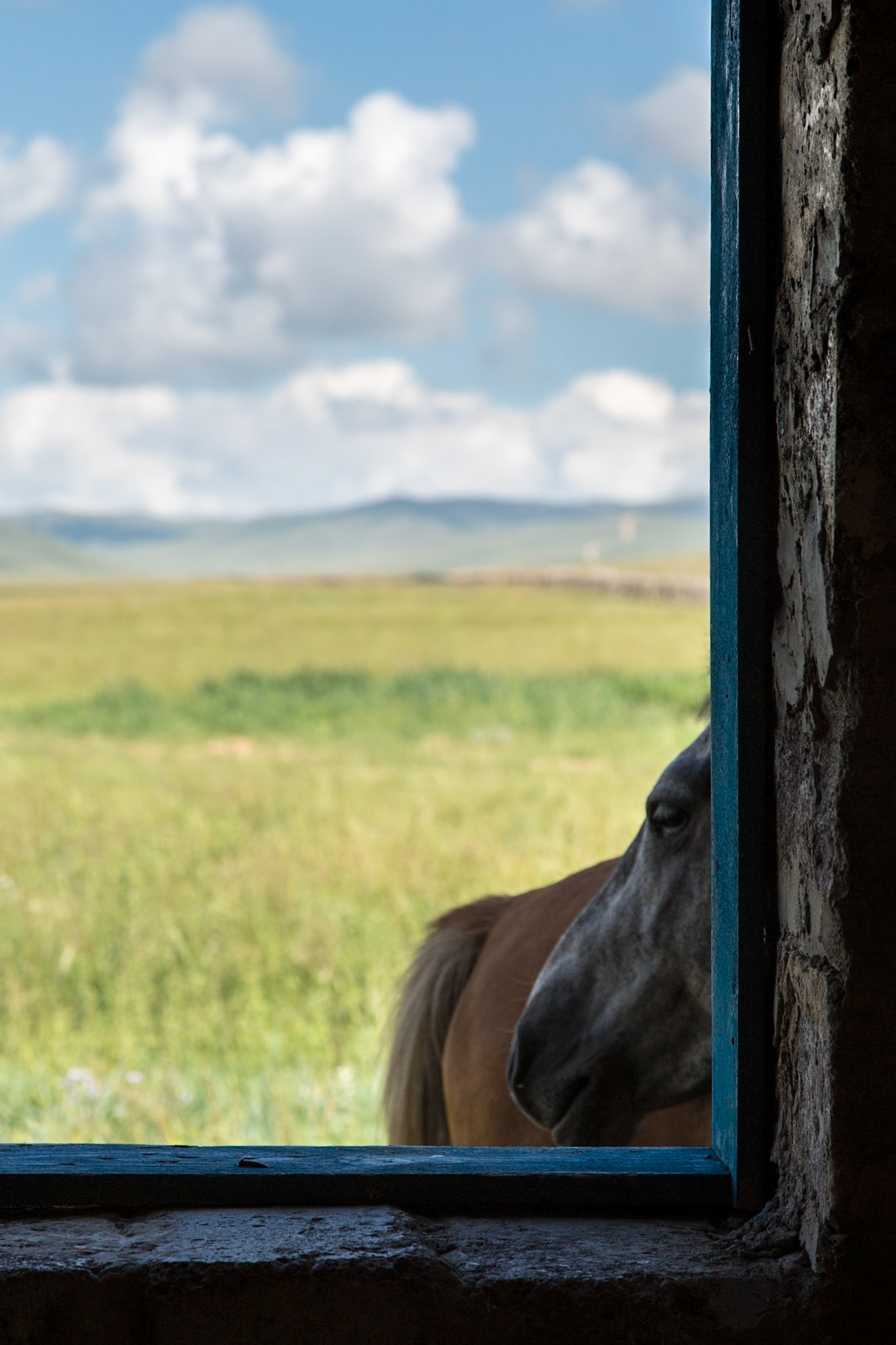 Horses in Mongolia