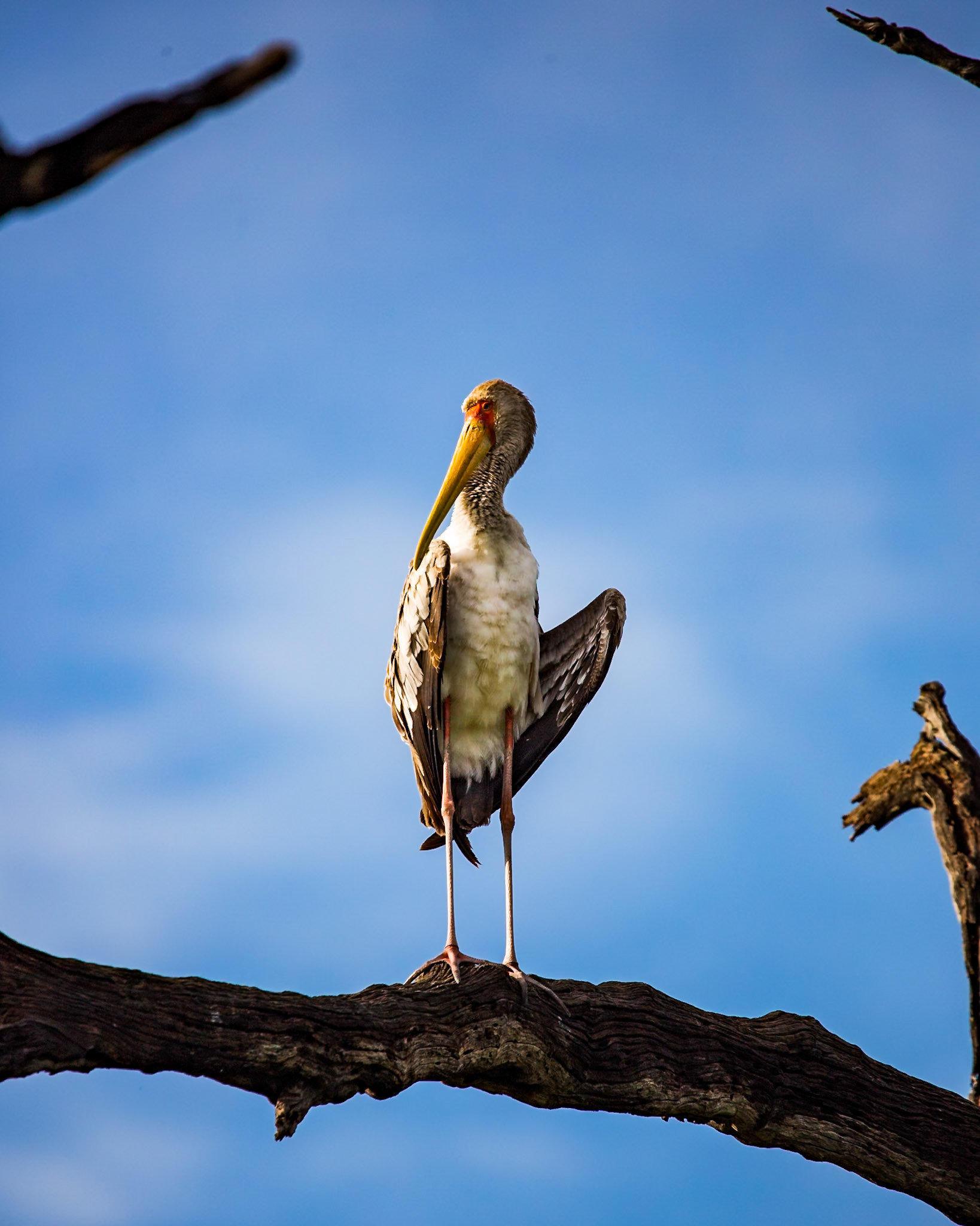Images from Chobe National Park, in Botswana.