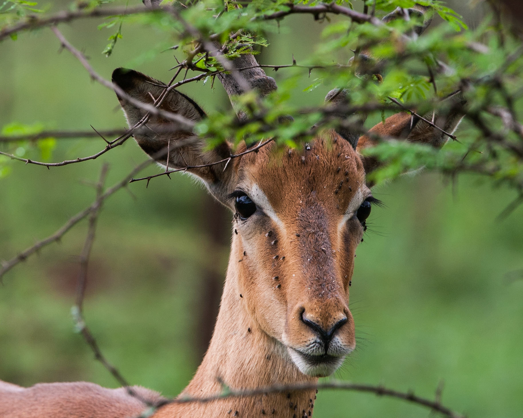 Wildlife in Hluehluwe