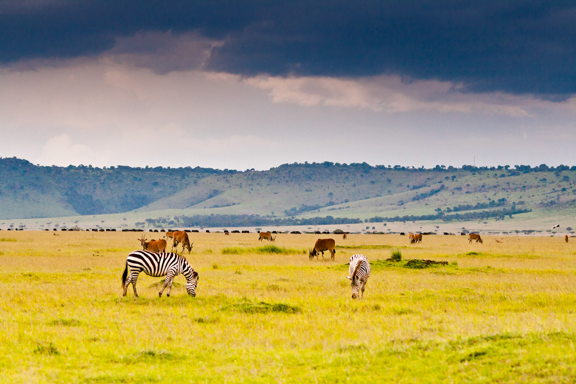 On safari in Kenya's Masai Mara