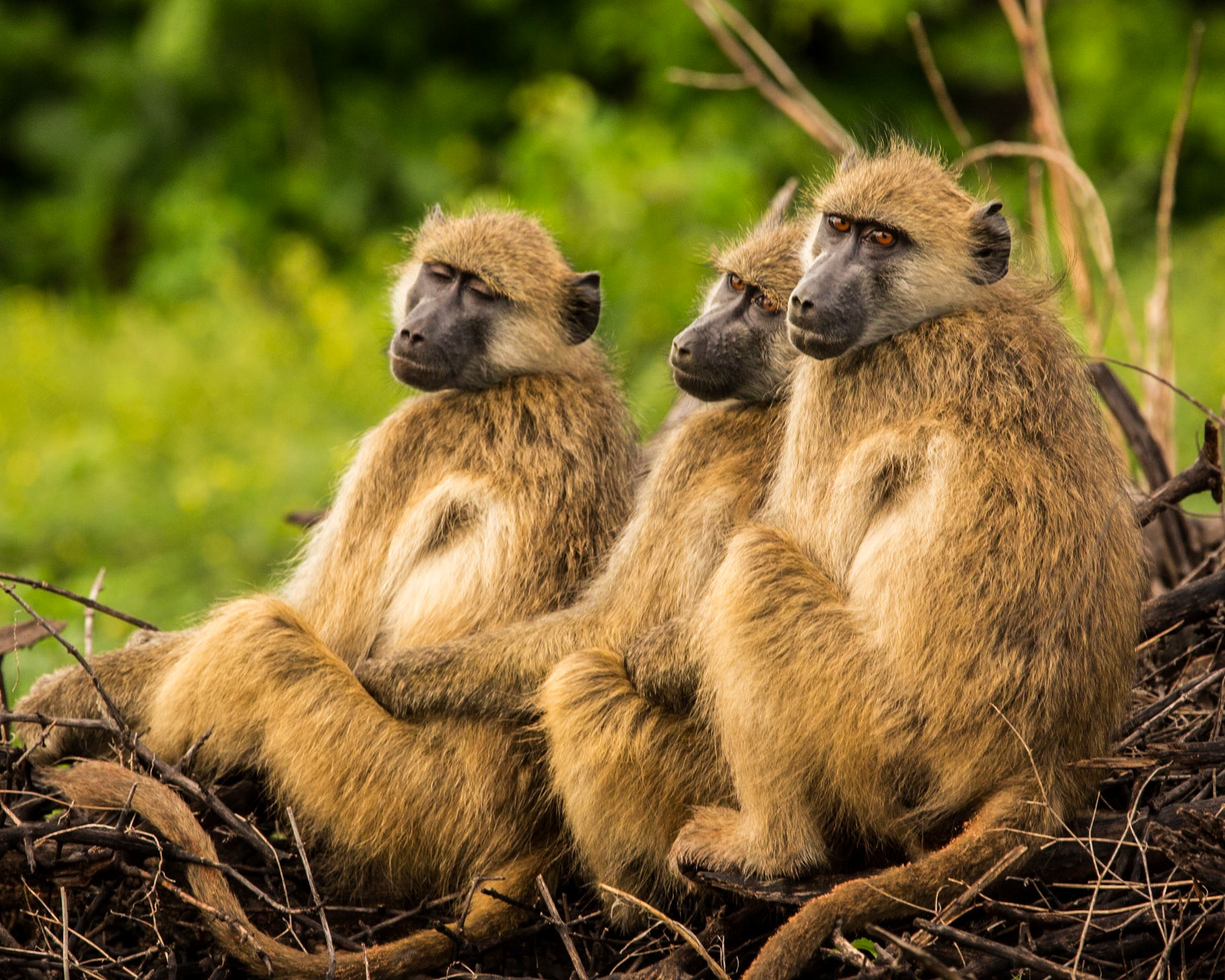 Images from Chobe National Park, in Botswana.