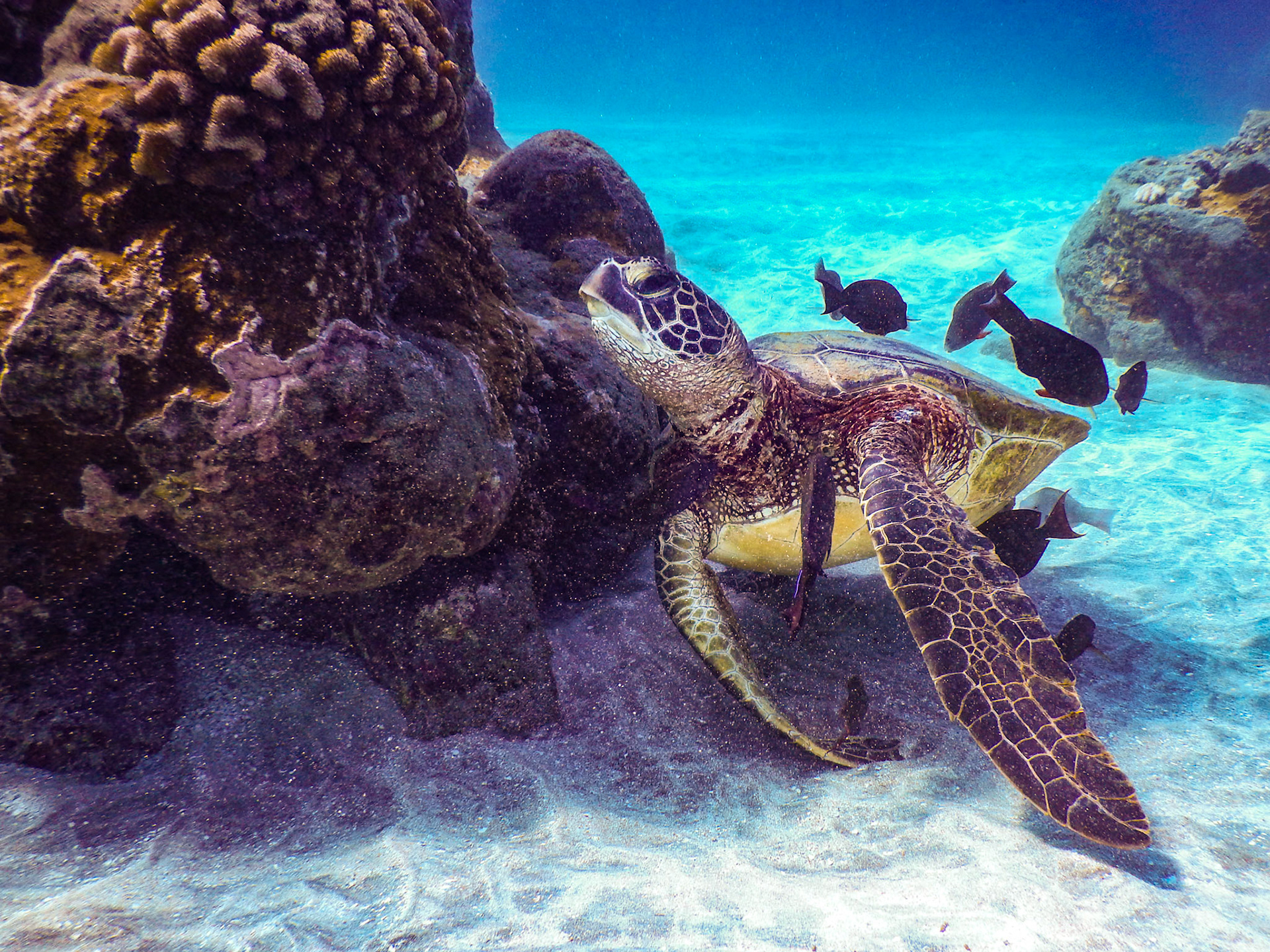 Images from Maui, Hawaii.