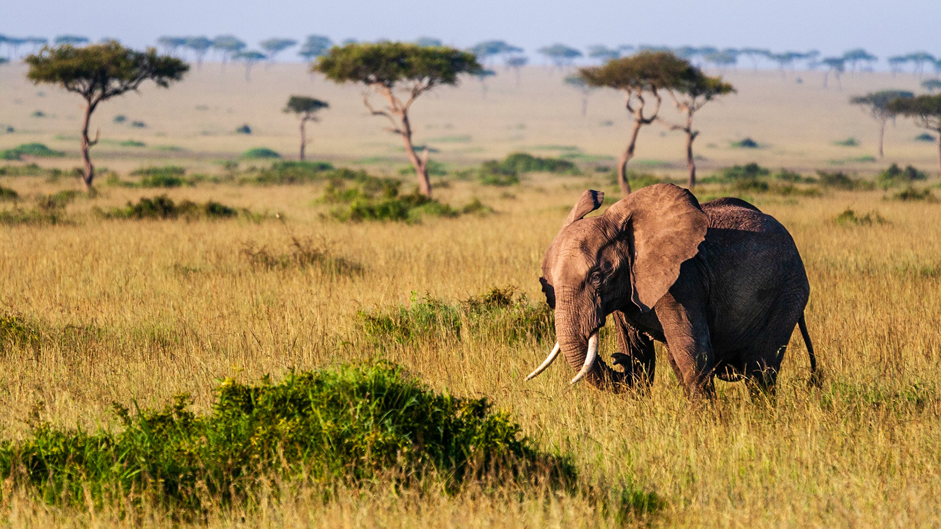 On safari in Kenya's Masai Mara