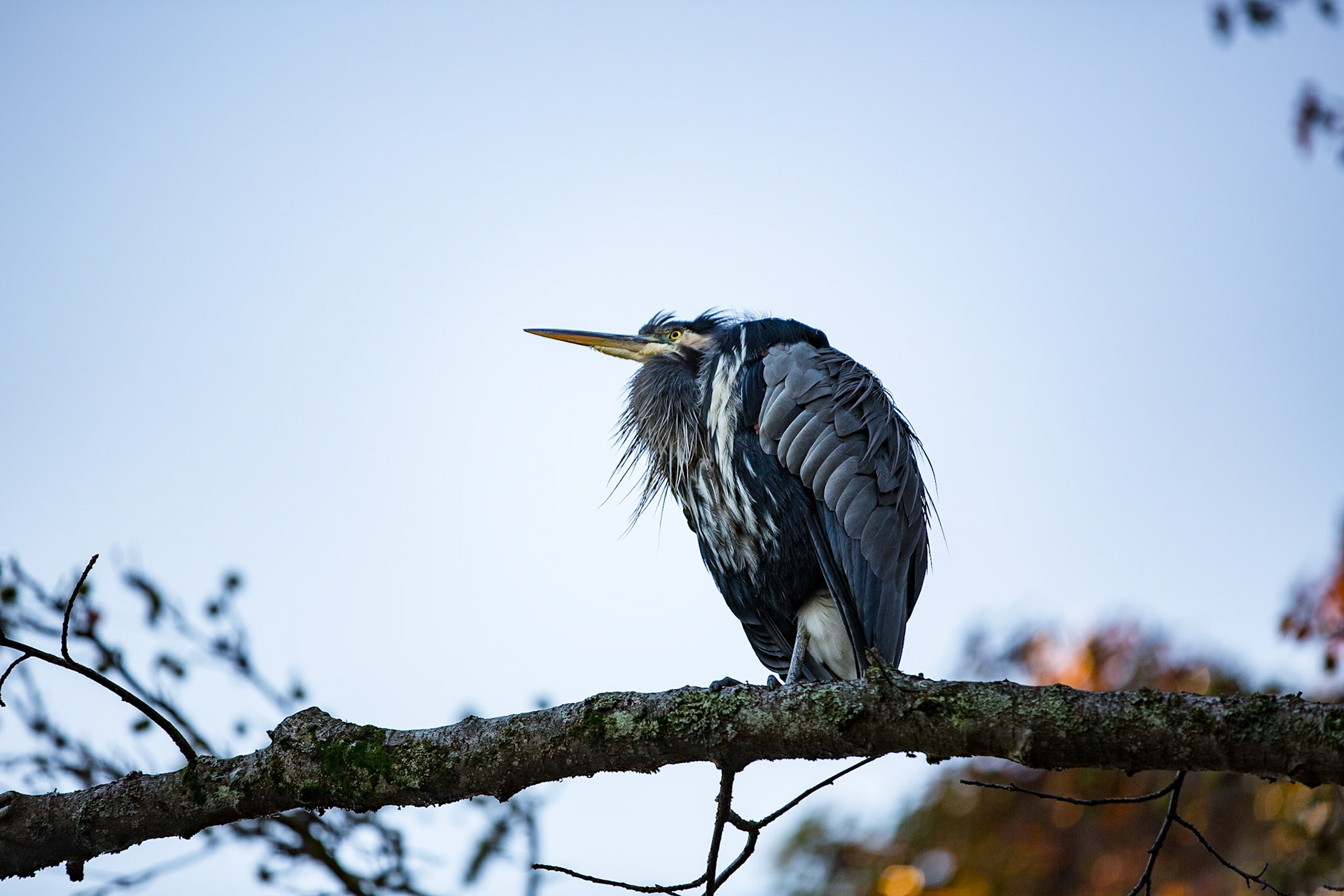 Great Blue Heron in Stanley Park in Vancouver.