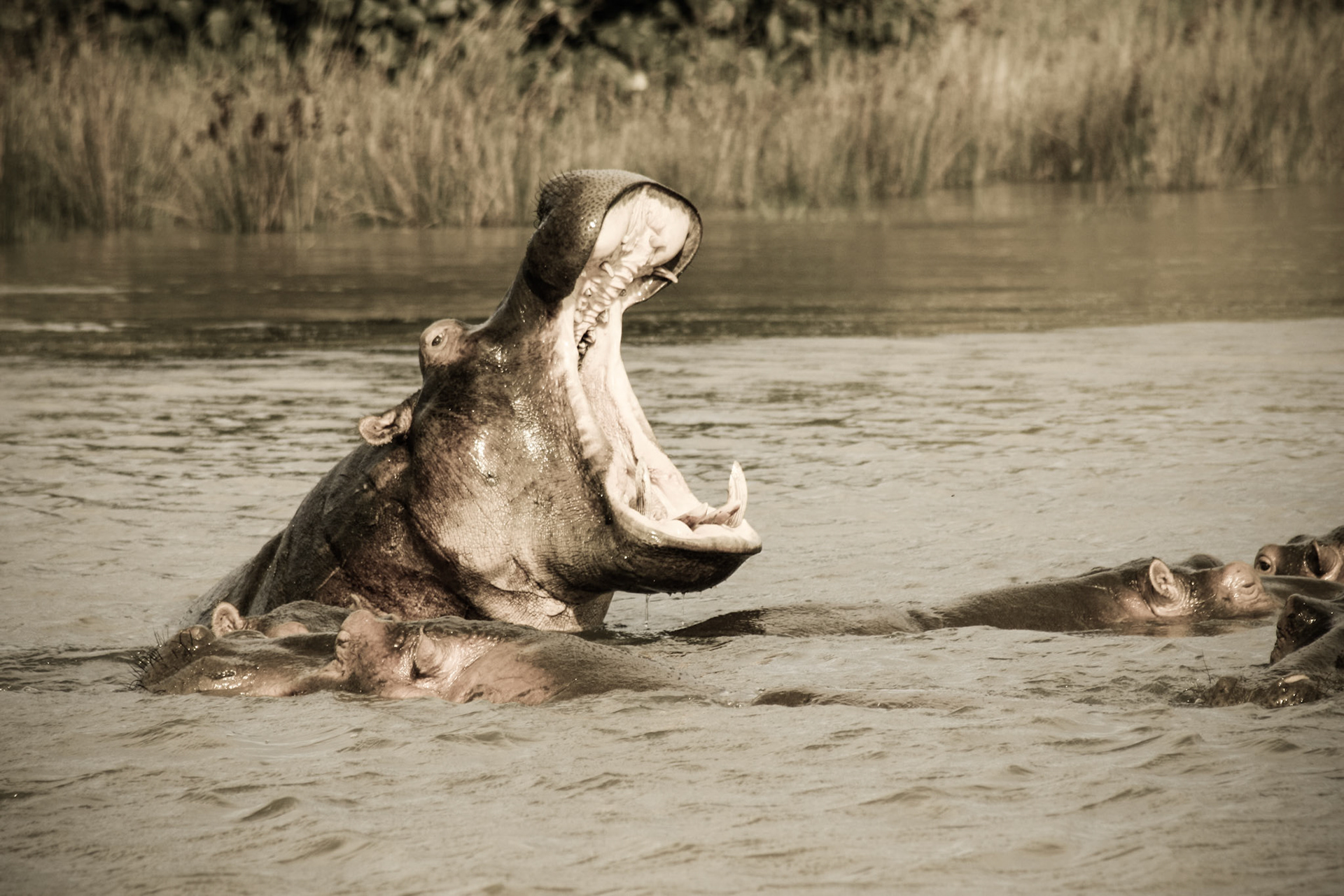 St Lucia hippo.