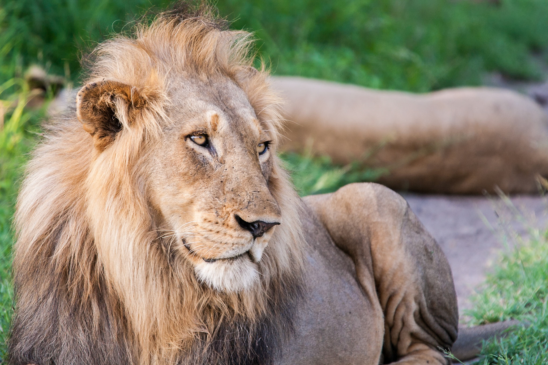 Lions in Kruger