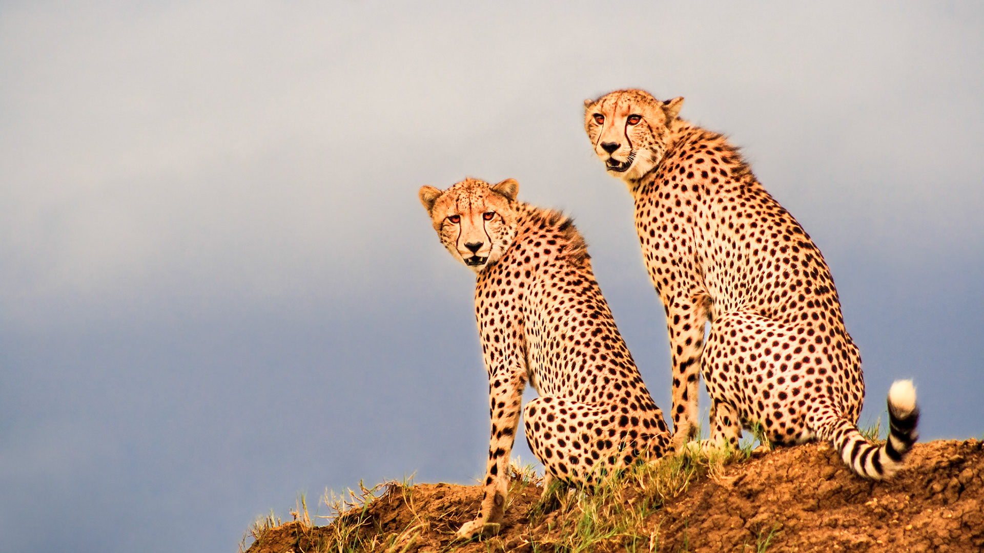 Wildlife at Phinda Private Game Reserve