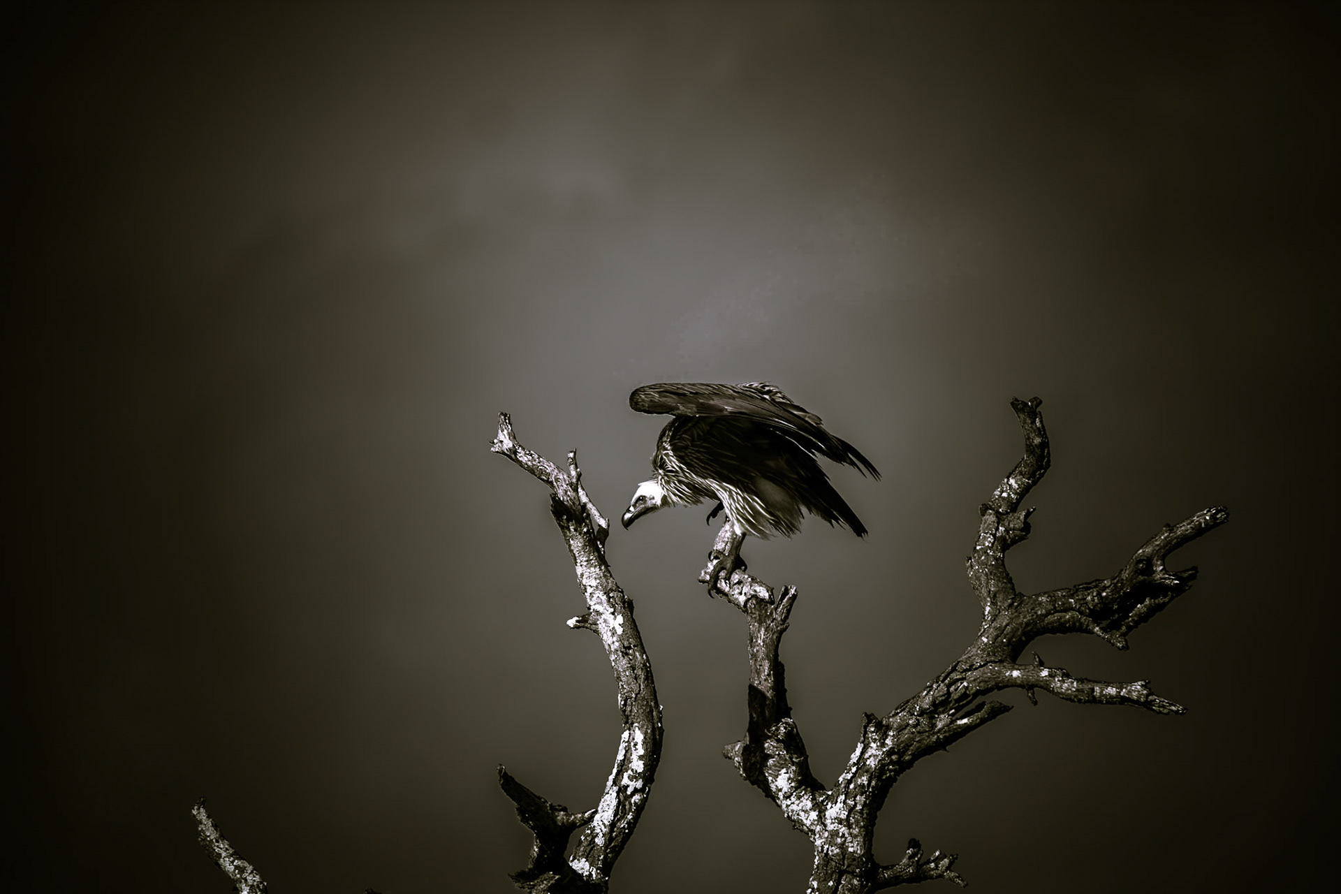 Vultures in South Africa.