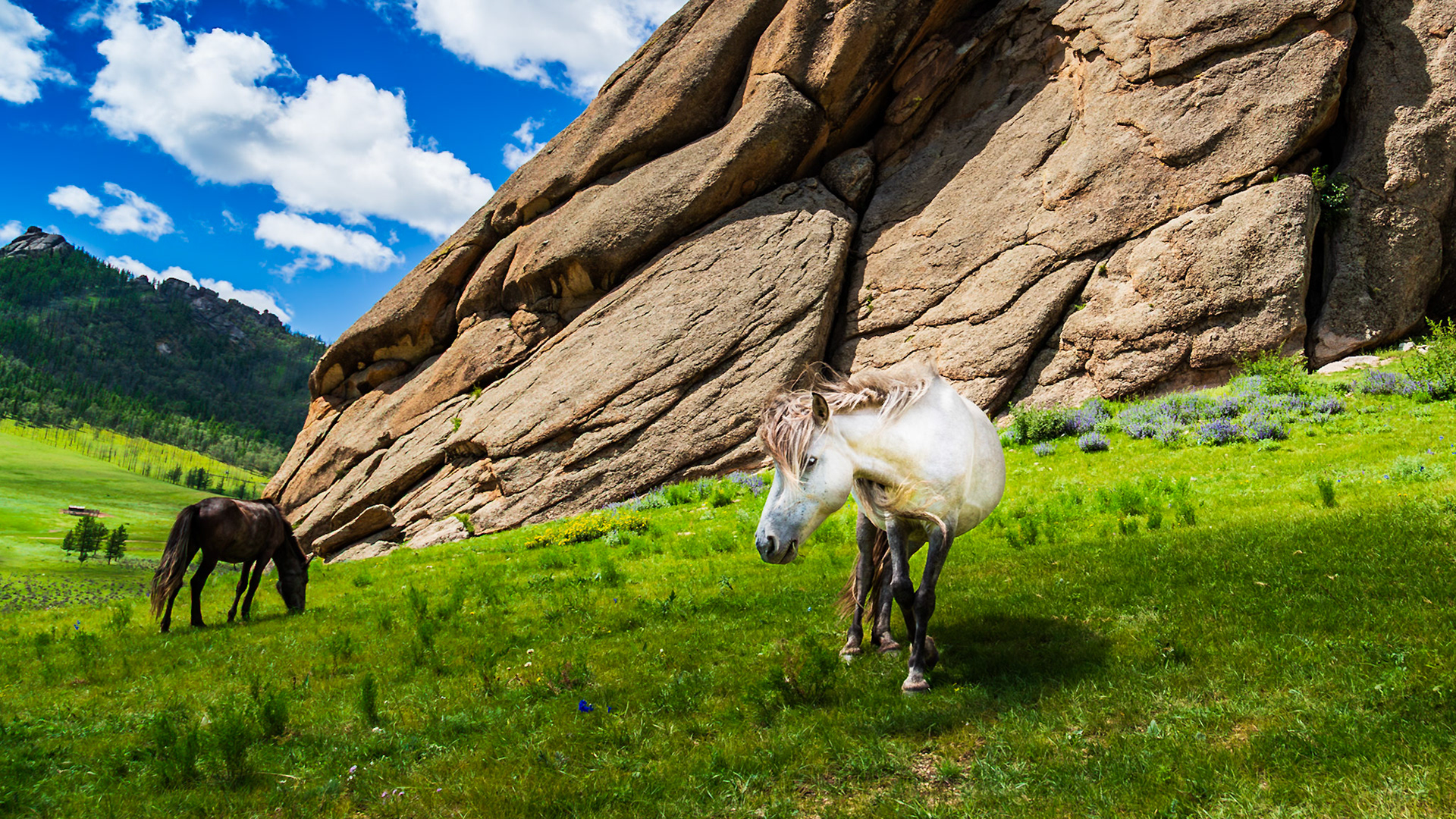 Horses at Turtle Rock in Mongolia.