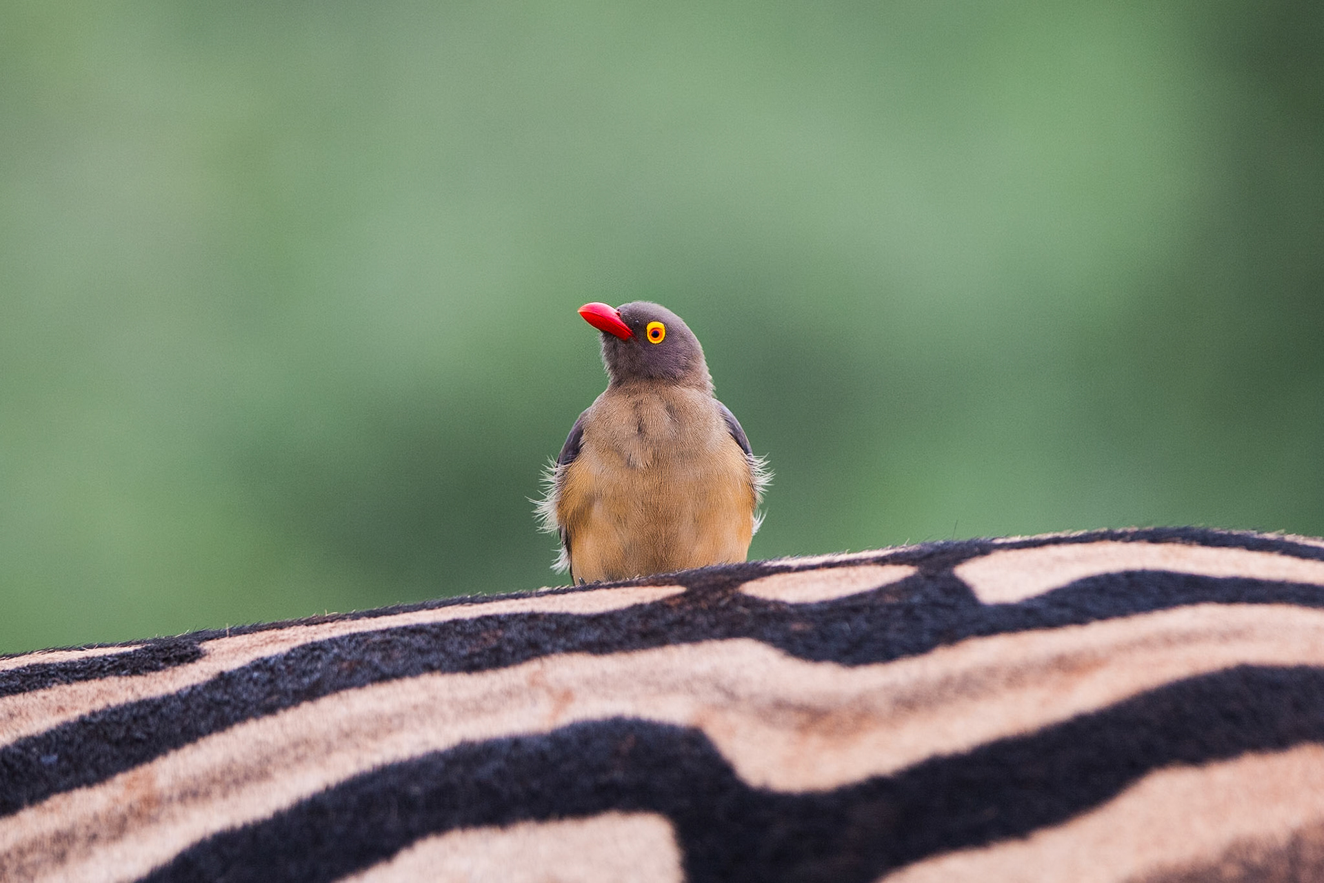 Wildlife in Hluehluwe