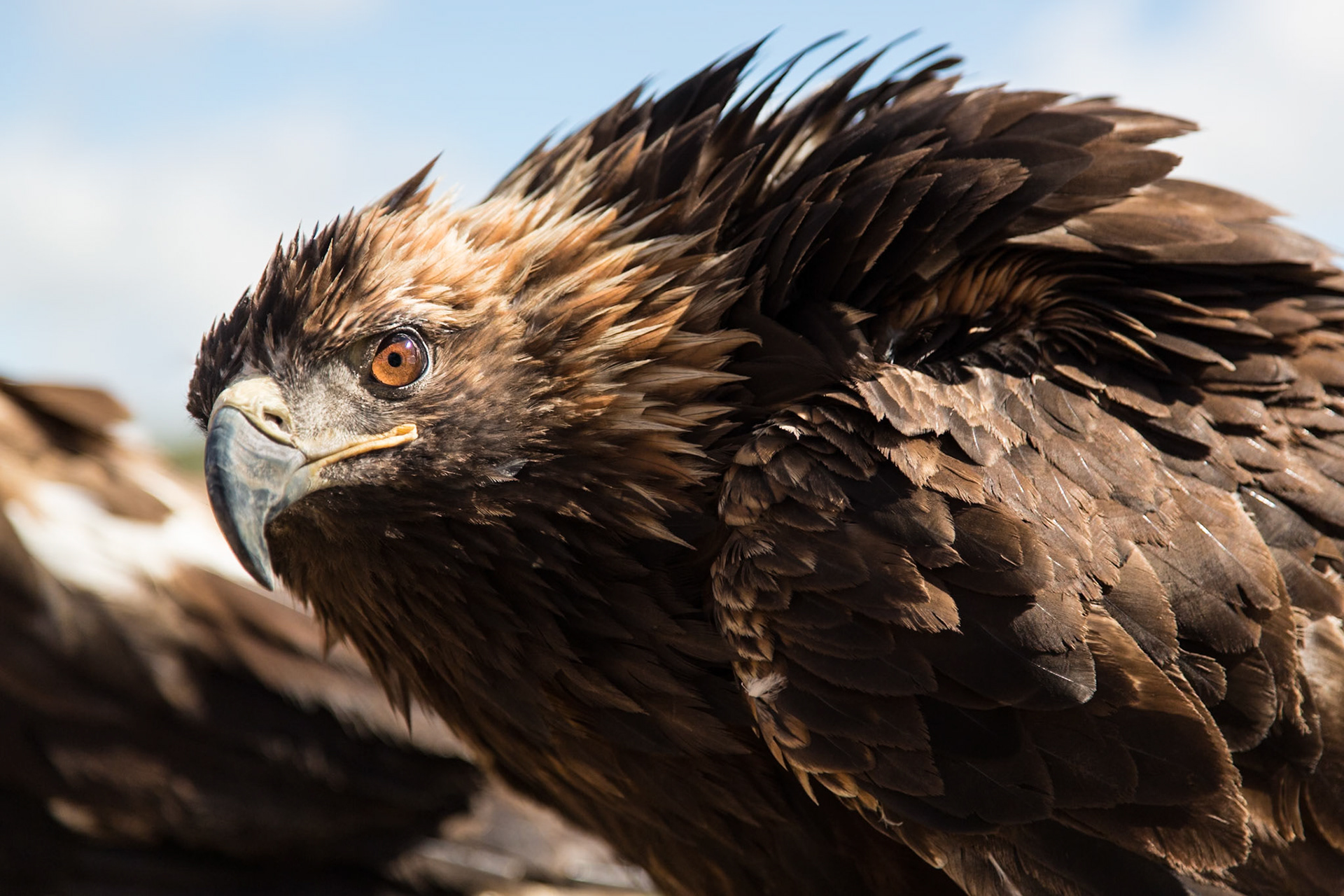 A kazakh eagle in Mongolia.