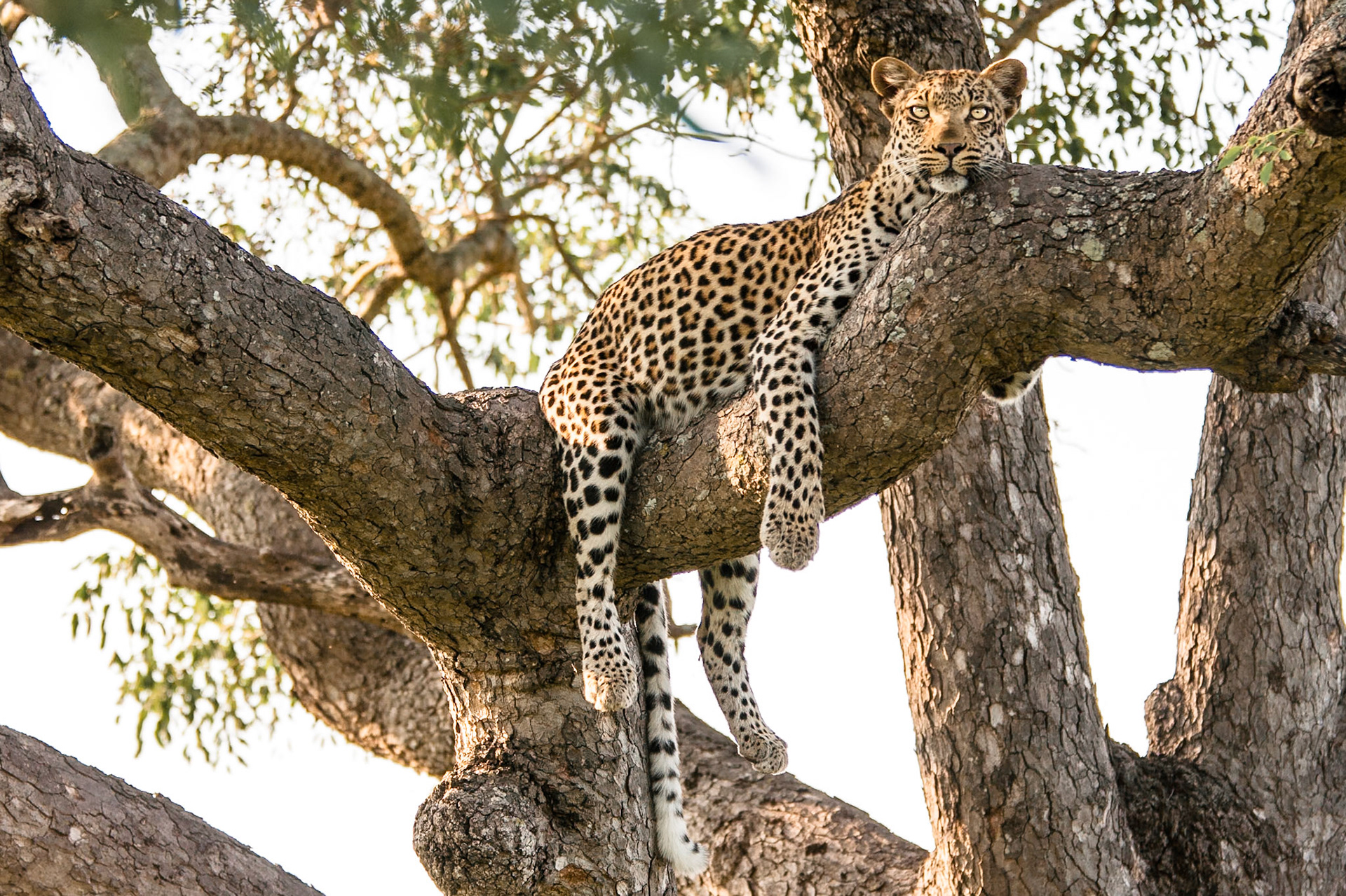 Leopard in Kruger National Park