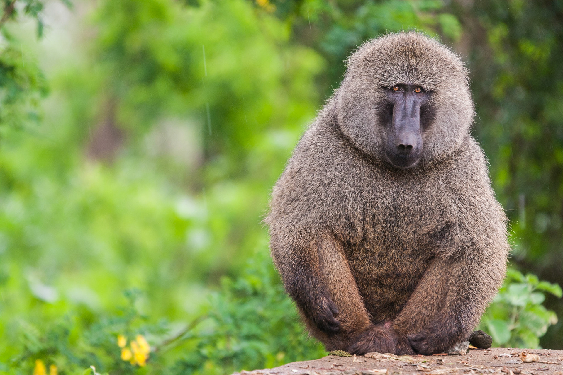Baboon in Tanzania.