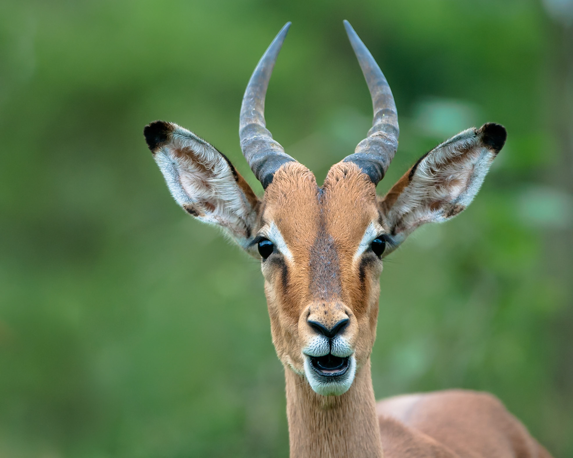 Wildlife in Hluehluwe
